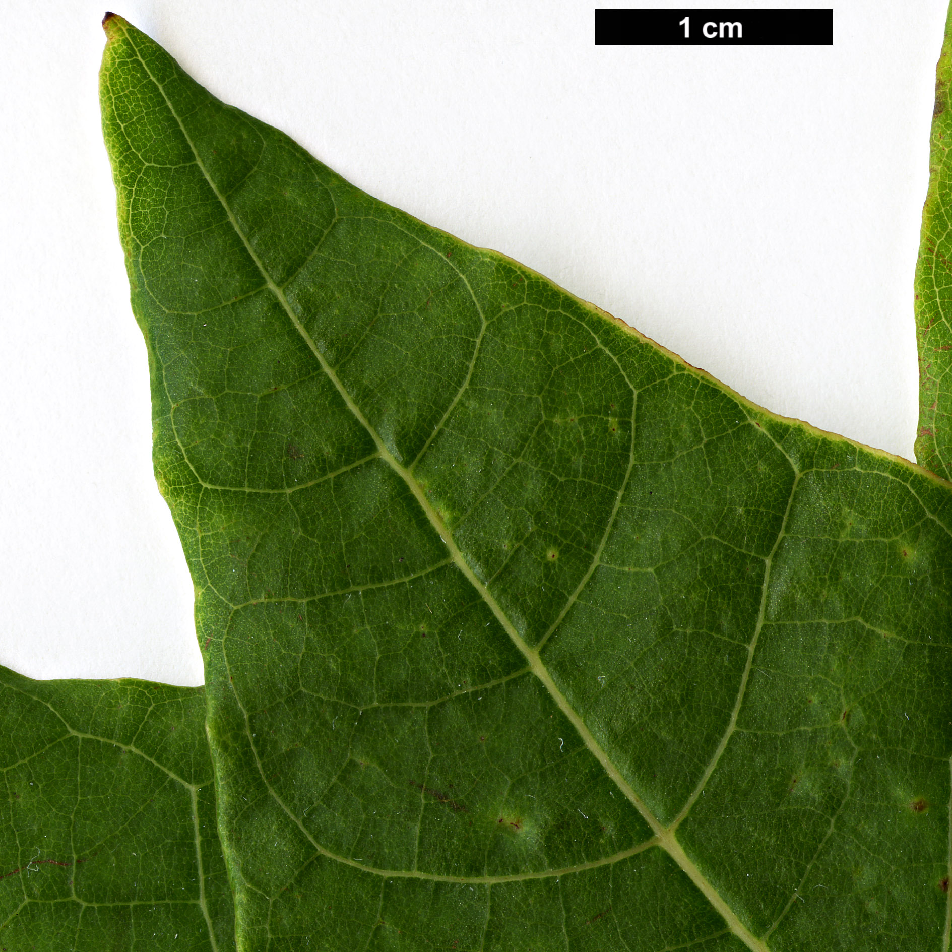 High resolution image: Family: Lauraceae - Genus: Sassafras - Taxon: randaiense