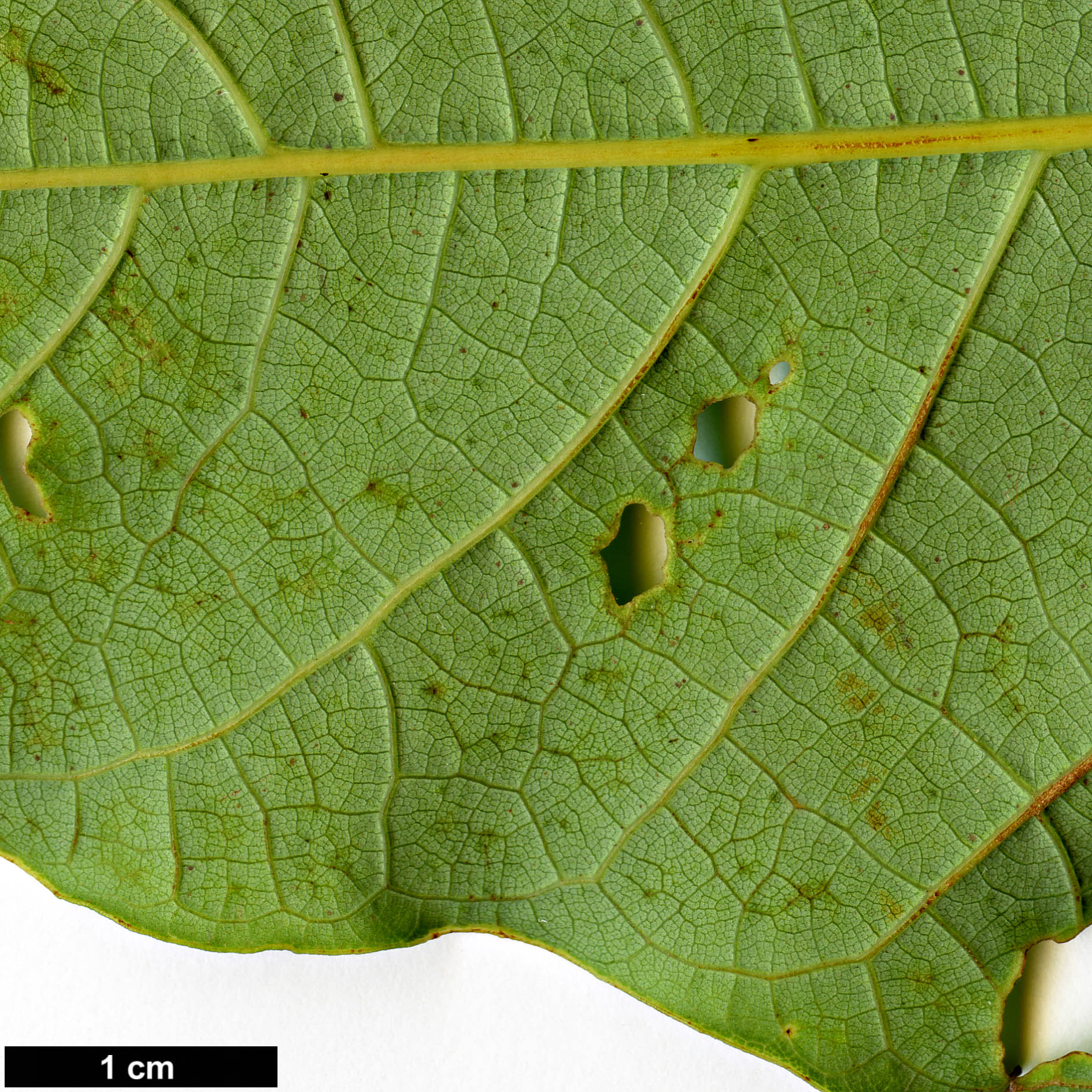 High resolution image: Family: Lauraceae - Genus: Sassafras - Taxon: randaiense