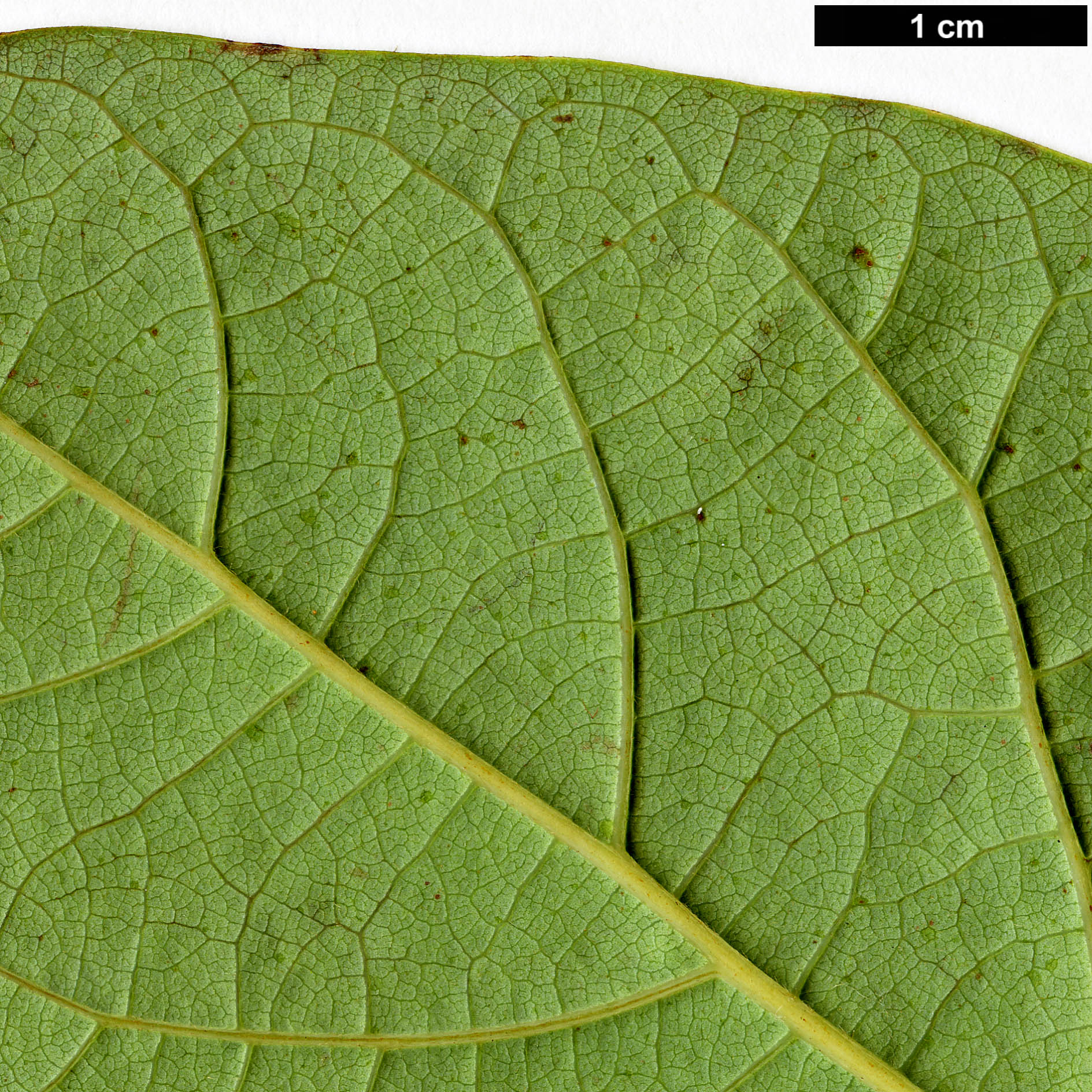 High resolution image: Family: Lauraceae - Genus: Sassafras - Taxon: randaiense