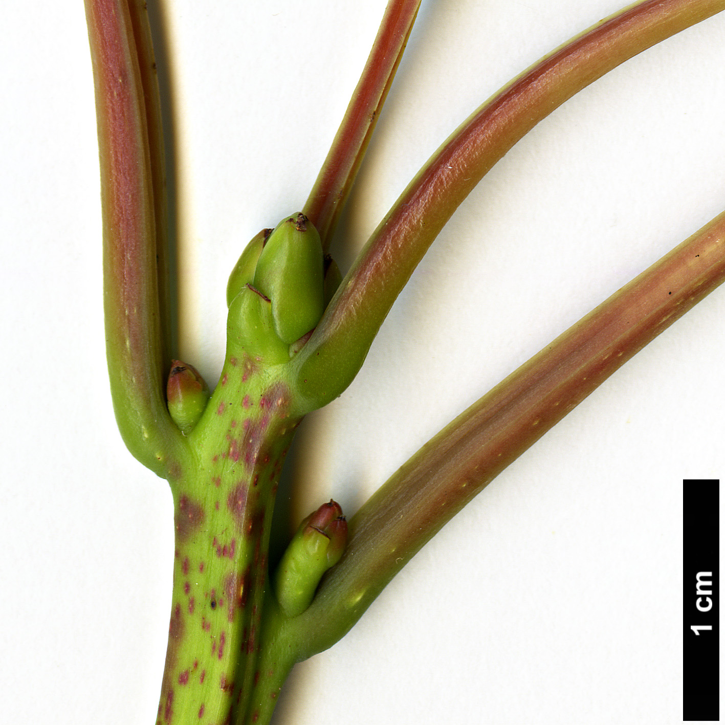 High resolution image: Family: Lauraceae - Genus: Sassafras - Taxon: tzumu High resolution image: Family: Lauraceae - Genus: Sassafras - Taxon: tzumu