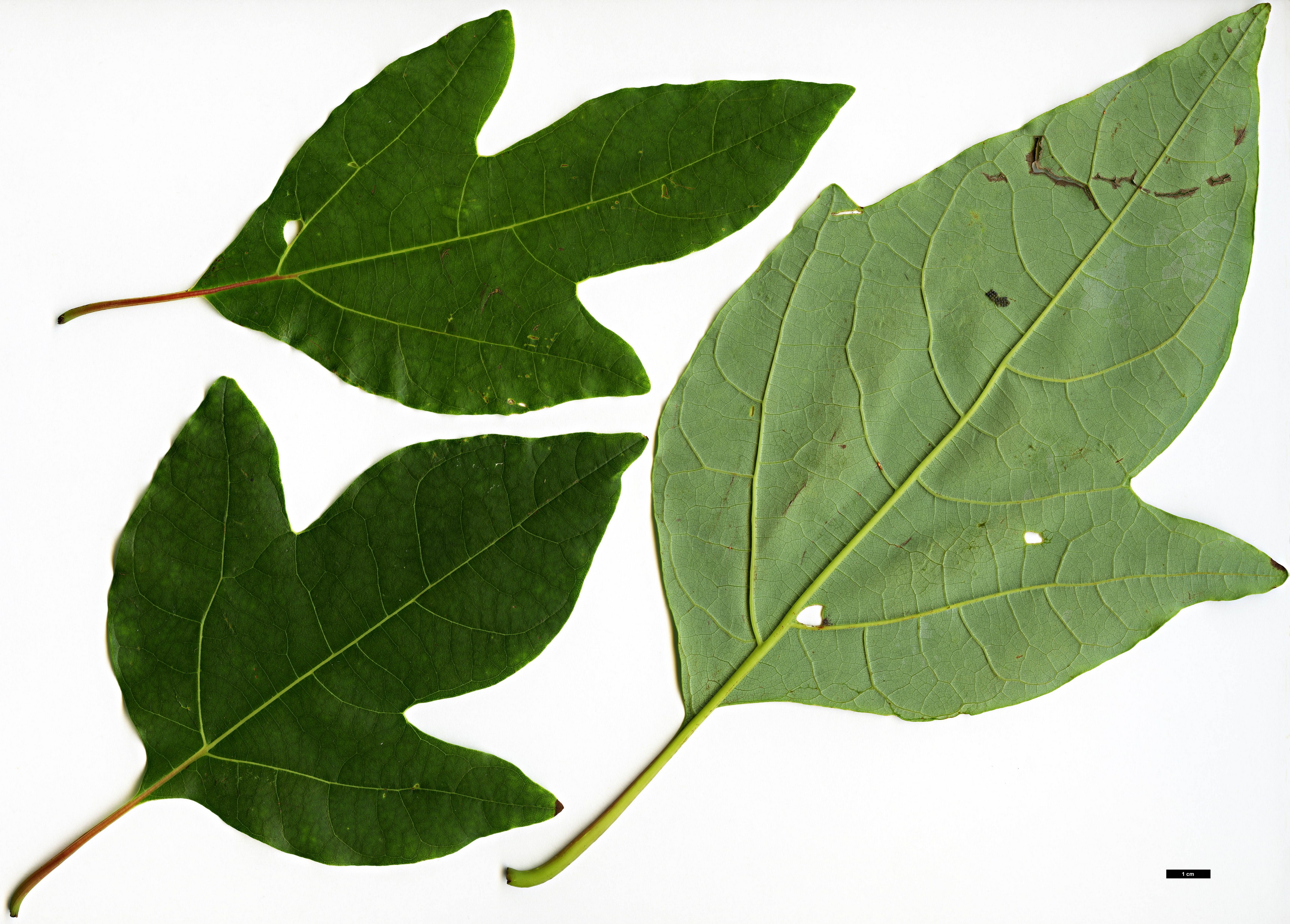 High resolution image: Family: Lauraceae - Genus: Sassafras - Taxon: tzumu High resolution image: Family: Lauraceae - Genus: Sassafras - Taxon: tzumu