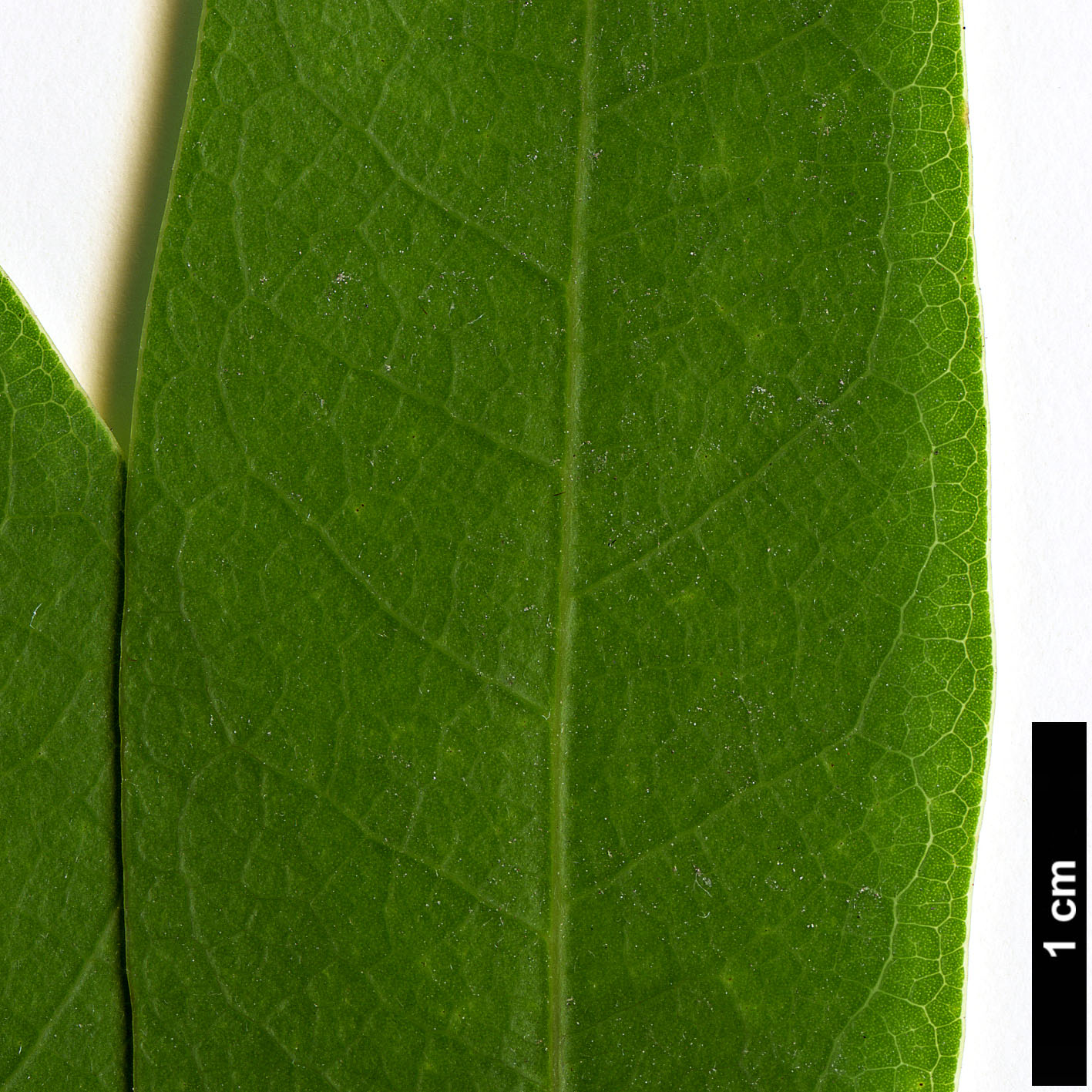 High resolution image: Family: Lauraceae - Genus: Umbellularia - Taxon: californica