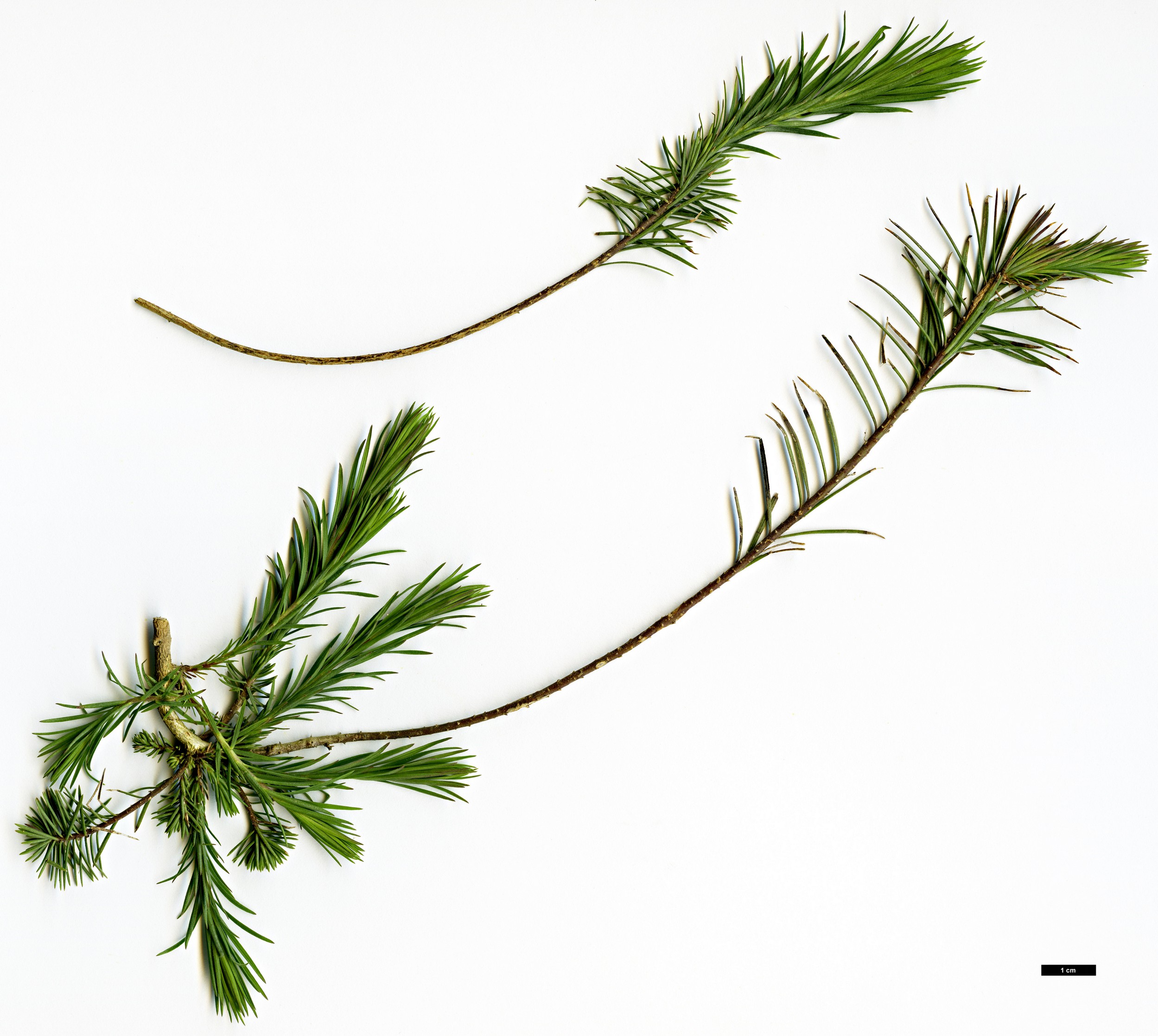 High resolution image: Family: Linaceae - Genus: Linum - Taxon: suffruticosum