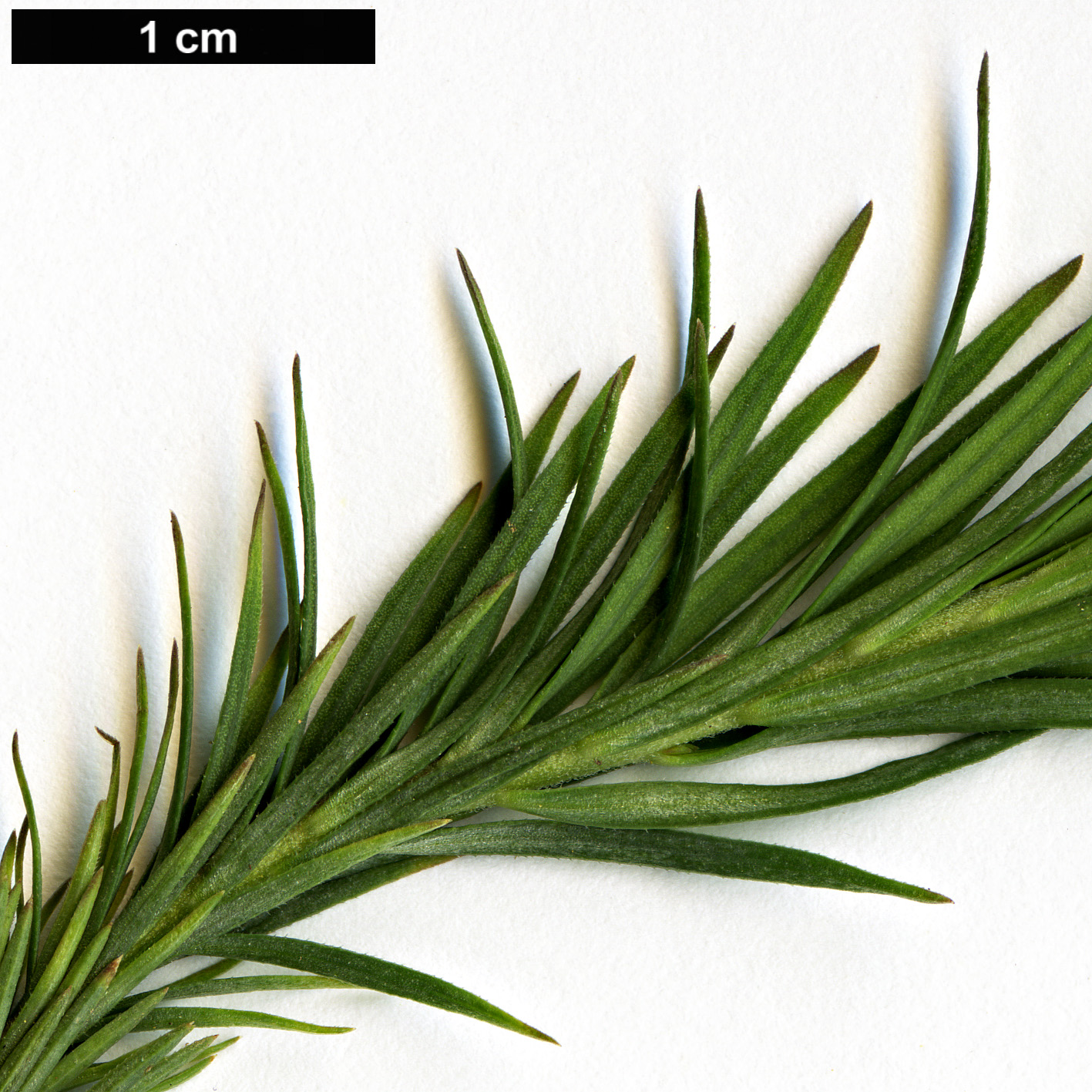 High resolution image: Family: Linaceae - Genus: Linum - Taxon: suffruticosum