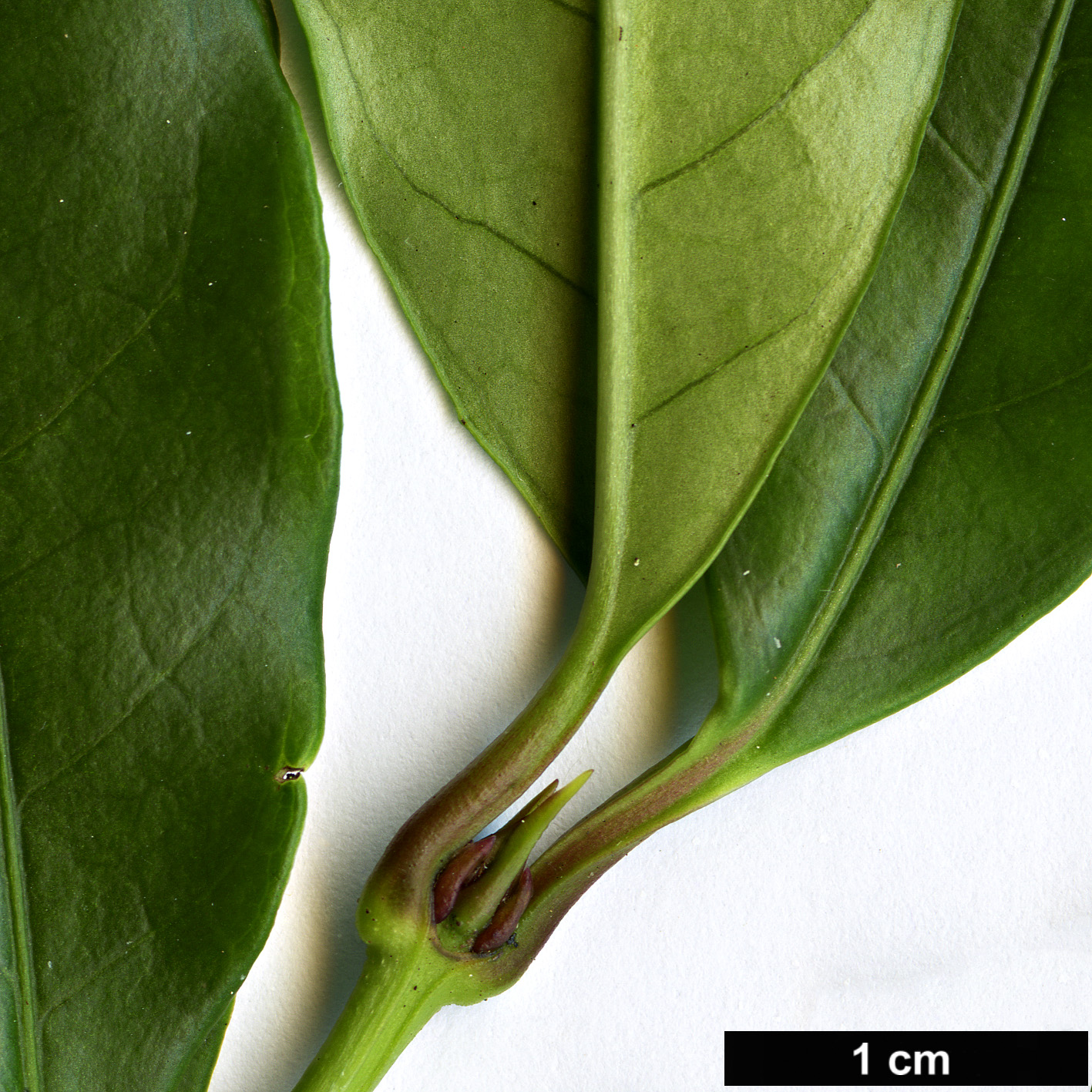 High resolution image: Family: Loganiaceae - Genus: Gardneria - Taxon: angustifolia