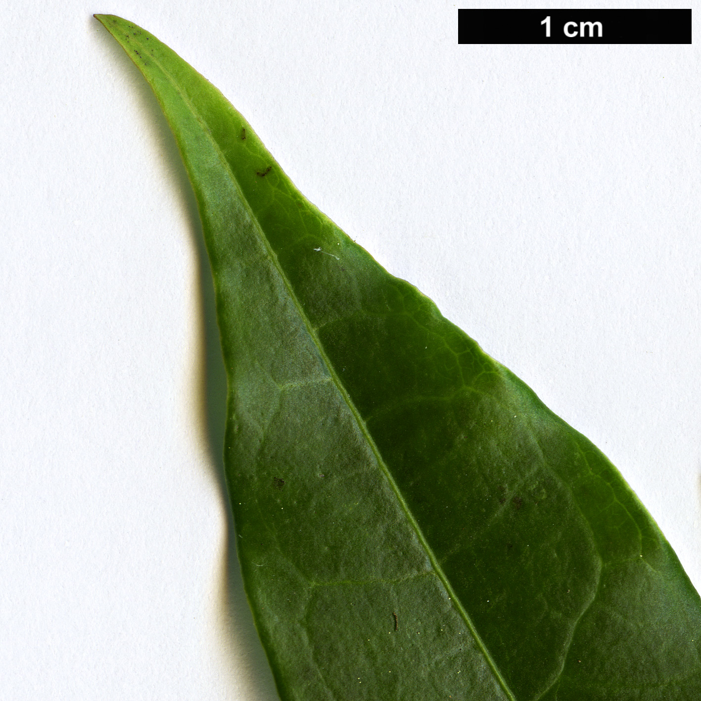 High resolution image: Family: Loganiaceae - Genus: Gardneria - Taxon: angustifolia