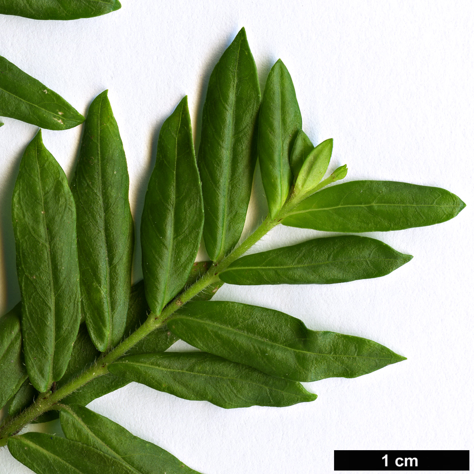 High resolution image: Family: Lythraceae - Genus: Cuphea - Taxon: hyssopifolia