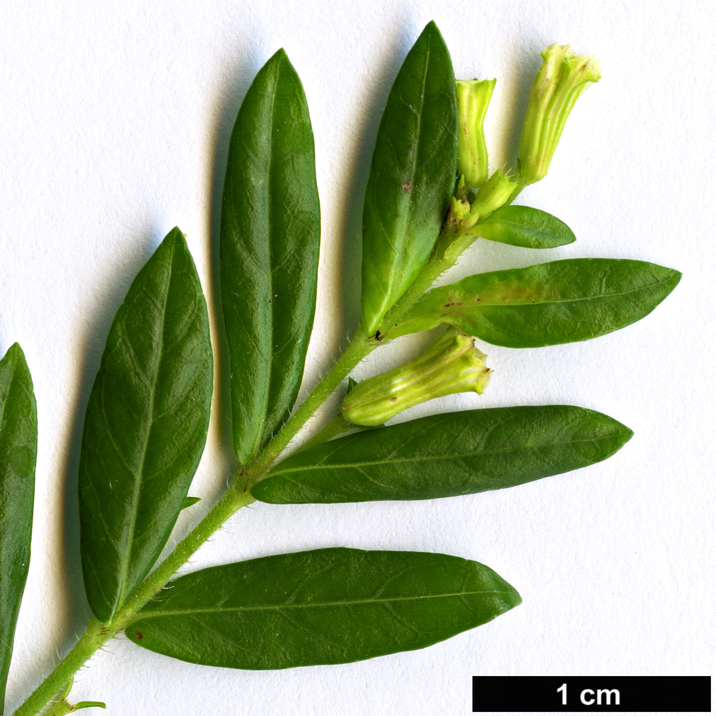 High resolution image: Family: Lythraceae - Genus: Cuphea - Taxon: hyssopifolia