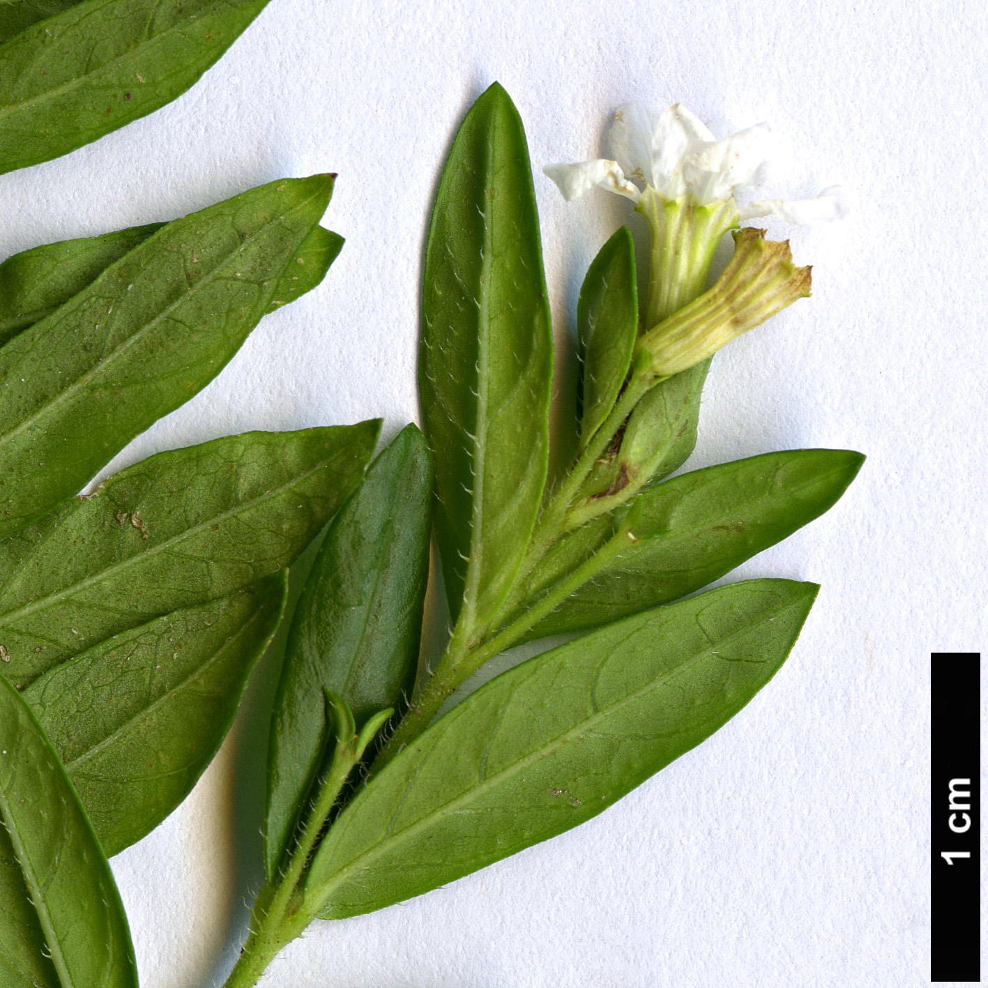 High resolution image: Family: Lythraceae - Genus: Cuphea - Taxon: hyssopifolia