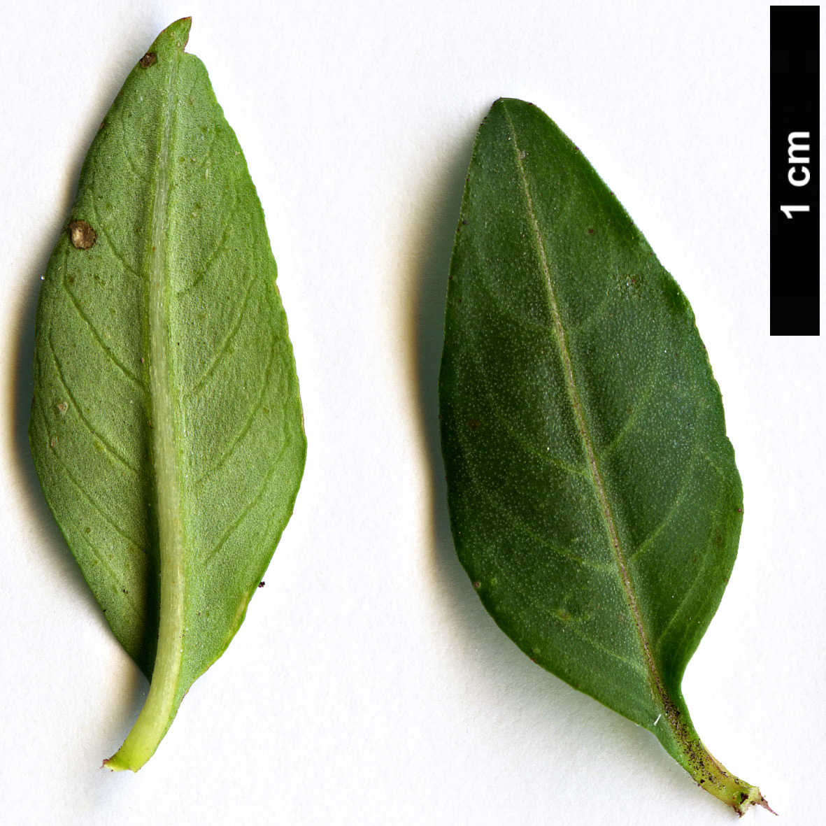 High resolution image: Family: Lythraceae - Genus: Cuphea - Taxon: ignea
