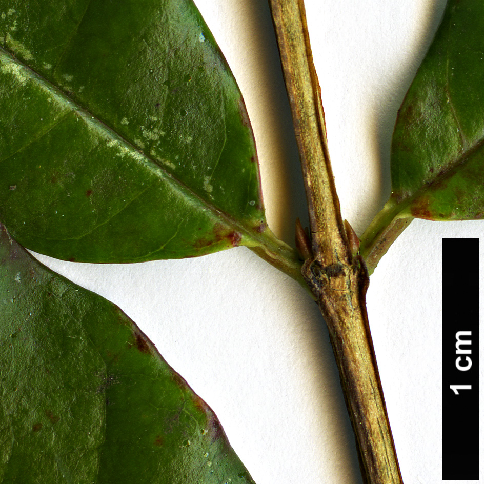 High resolution image: Family: Lythraceae - Genus: Lafoensia - Taxon: punicifolia