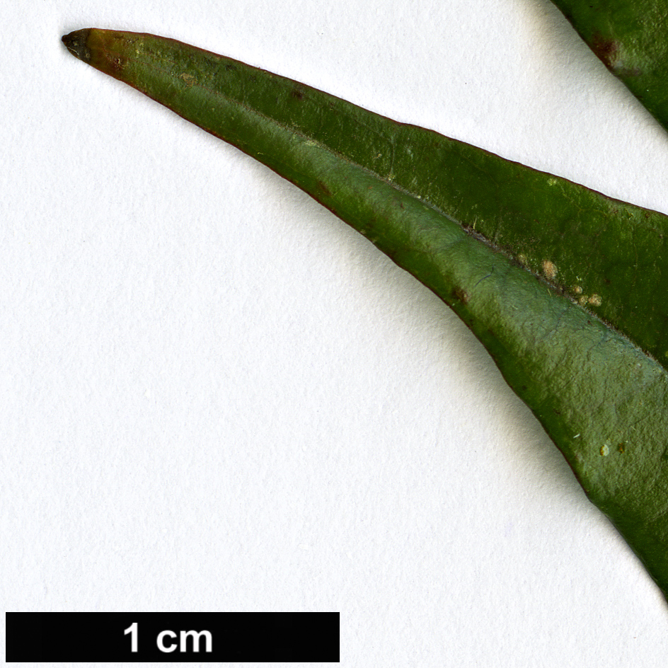 High resolution image: Family: Lythraceae - Genus: Lafoensia - Taxon: punicifolia