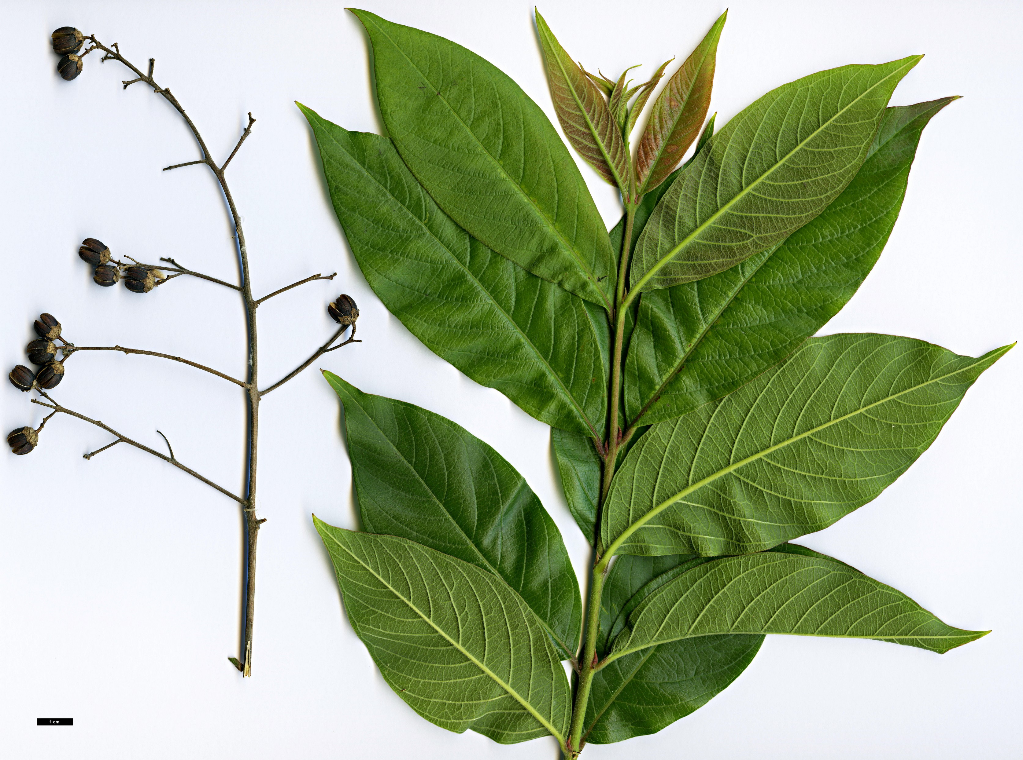 High resolution image: Family: Lythraceae - Genus: Lagerstroemia - Taxon: chekiangensis