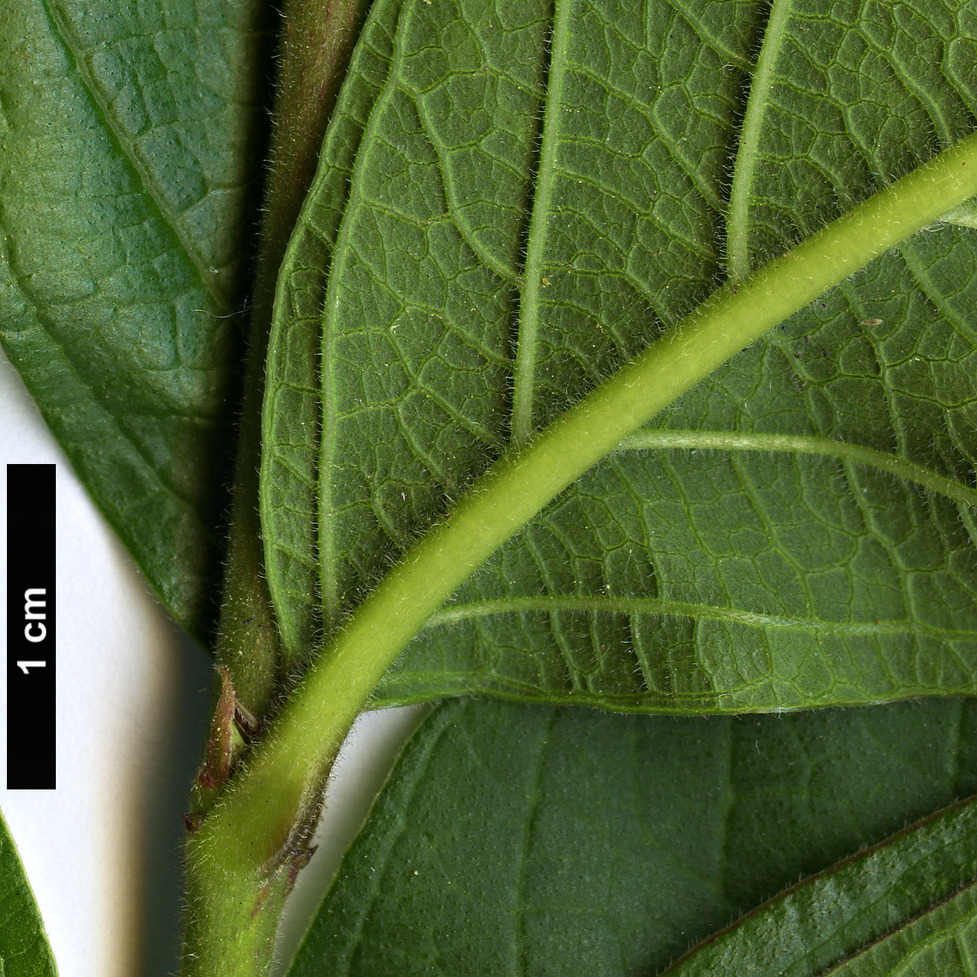 High resolution image: Family: Lythraceae - Genus: Lagerstroemia - Taxon: chekiangensis