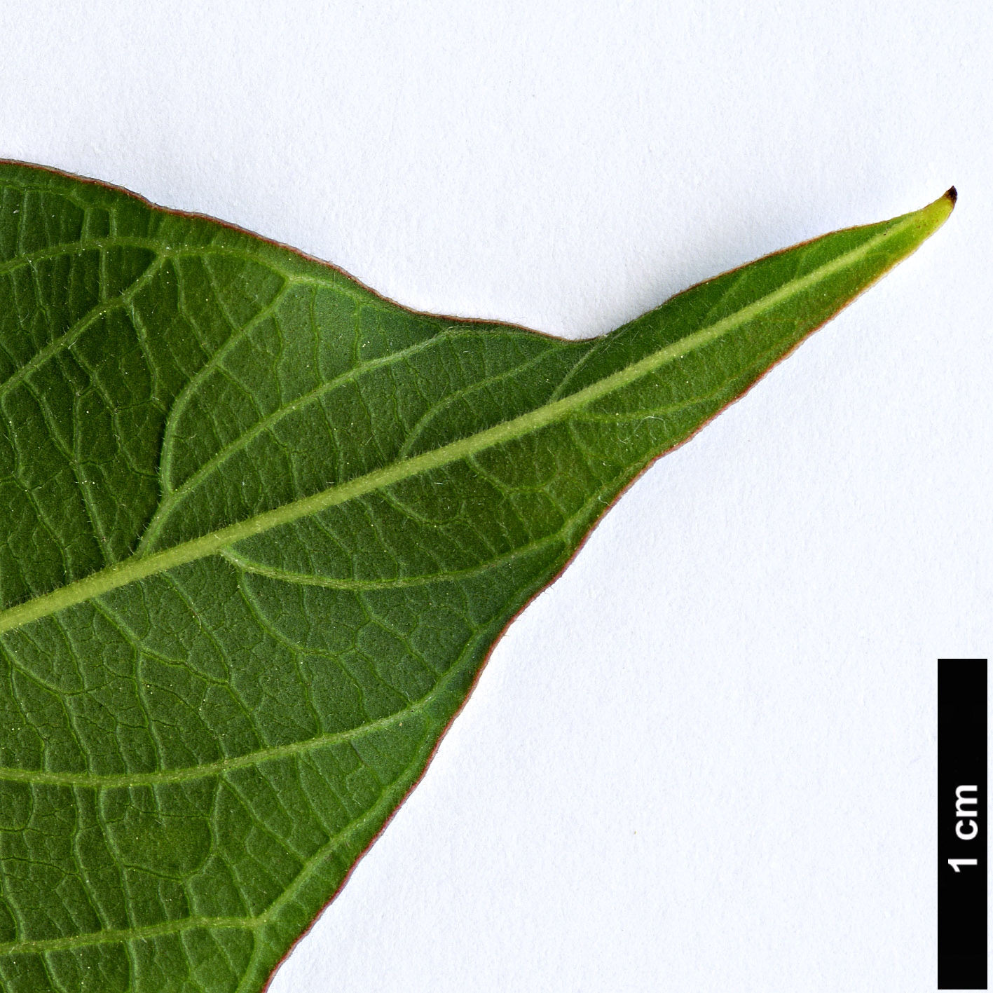 High resolution image: Family: Lythraceae - Genus: Lagerstroemia - Taxon: chekiangensis