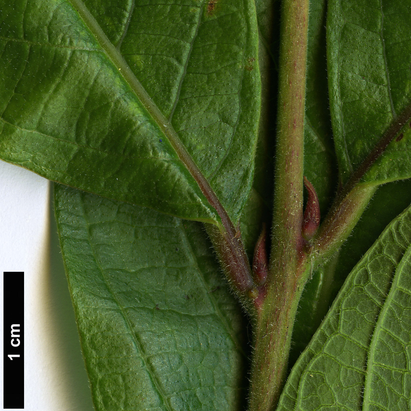 High resolution image: Family: Lythraceae - Genus: Lagerstroemia - Taxon: chekiangensis