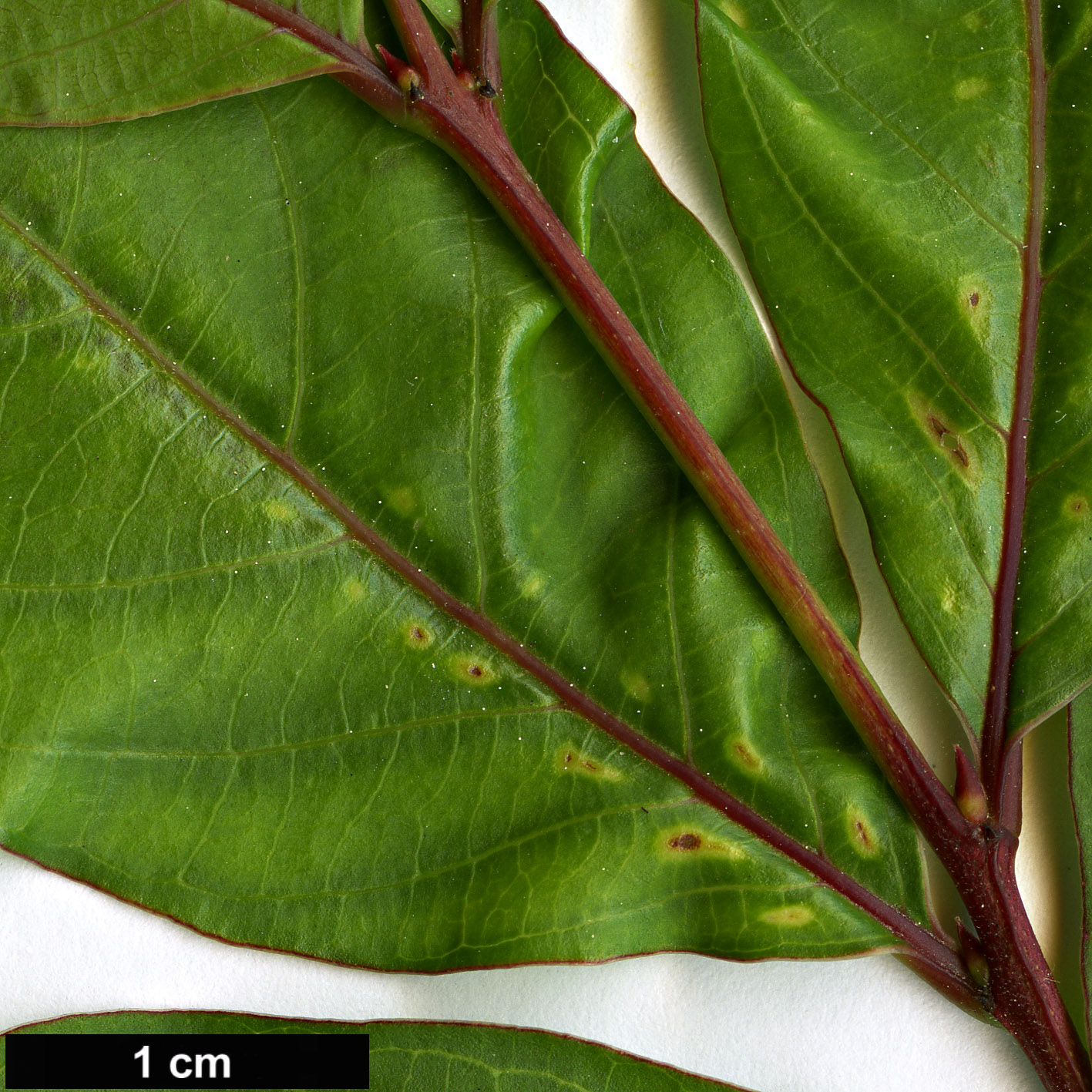 High resolution image: Family: Lythraceae - Genus: Lagerstroemia - Taxon: subcostata