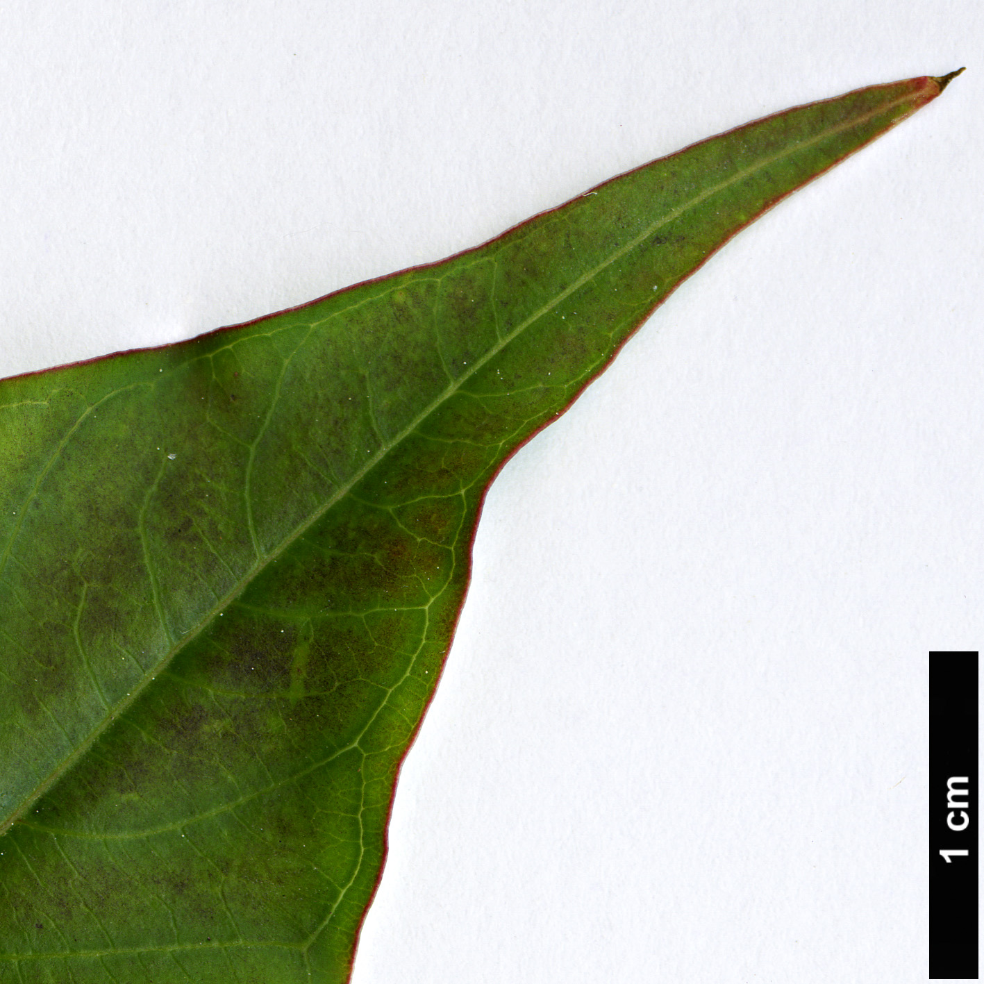 High resolution image: Family: Lythraceae - Genus: Lagerstroemia - Taxon: subcostata