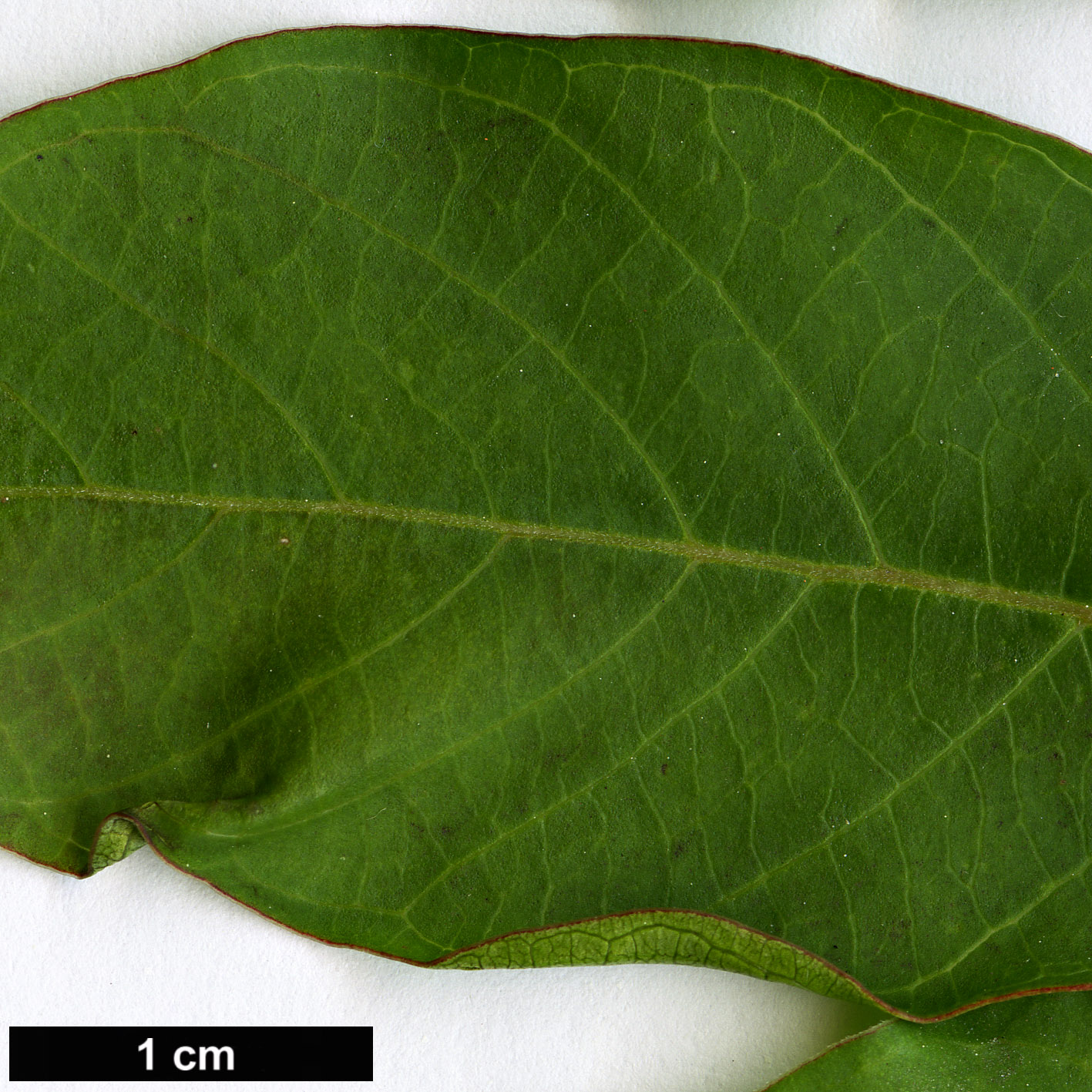 High resolution image: Family: Lythraceae - Genus: Lagerstroemia - Taxon: subcostata