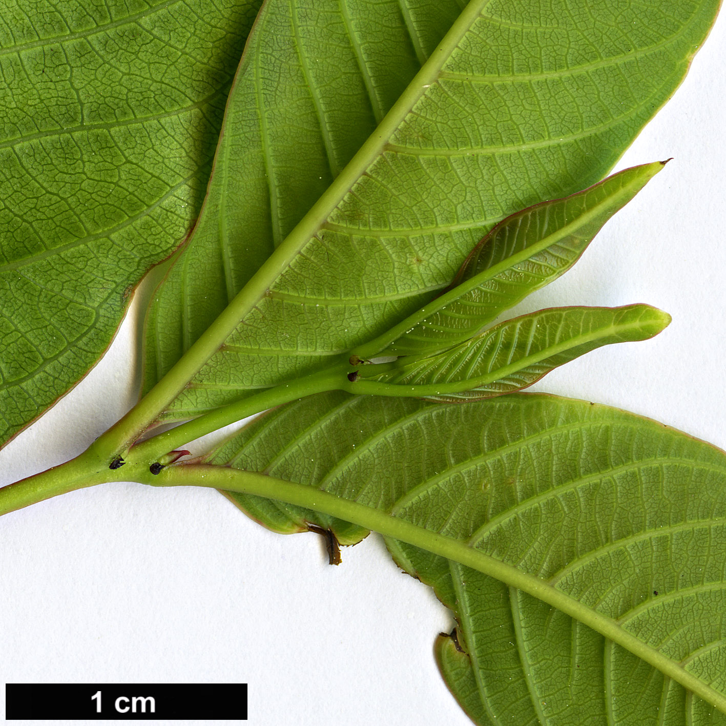 High resolution image: Family: Lythraceae - Genus: Lagerstroemia - Taxon: subcostata