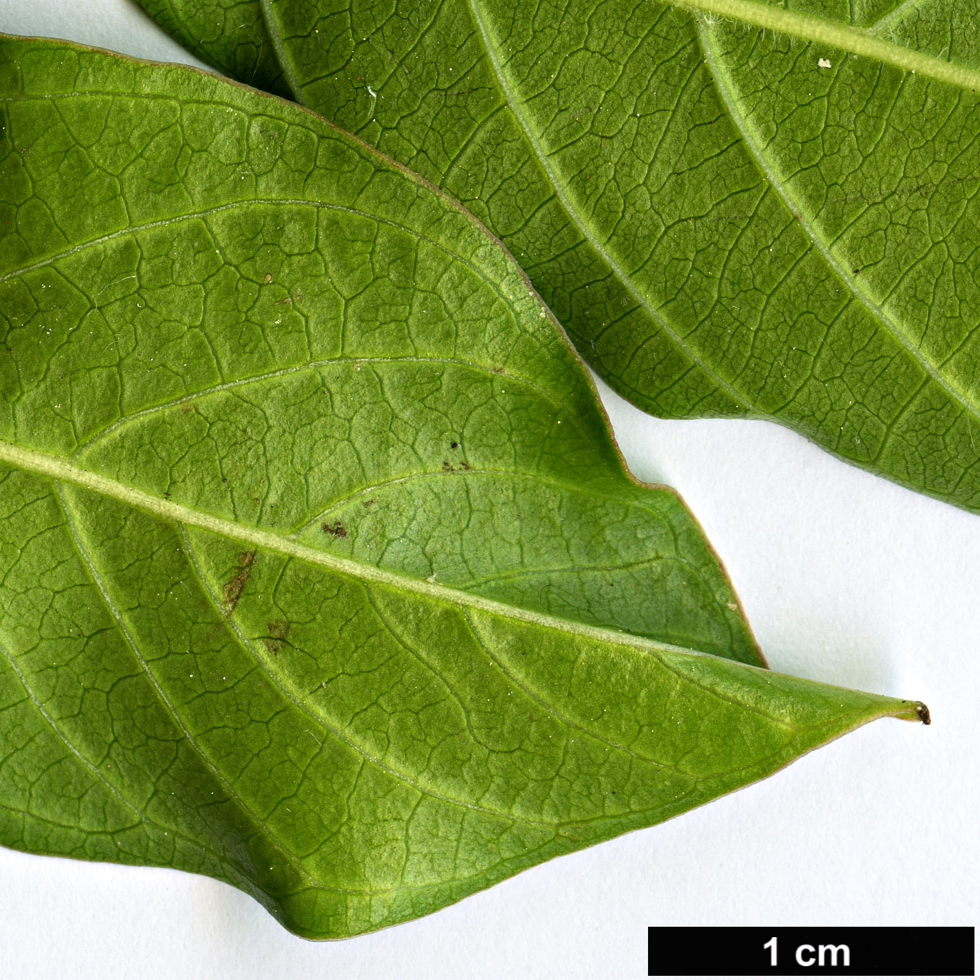 High resolution image: Family: Lythraceae - Genus: Lagerstroemia - Taxon: subcostata