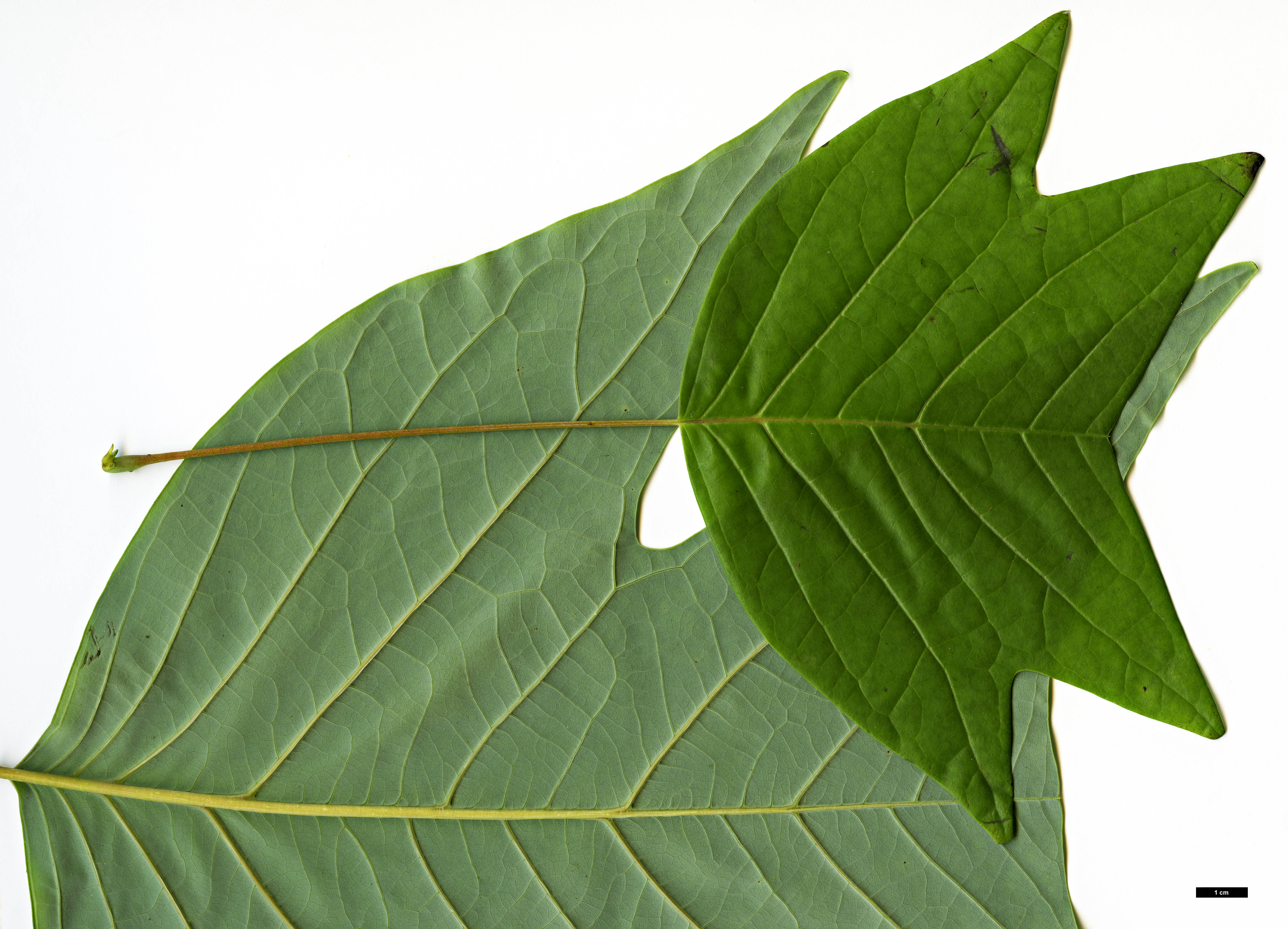 High resolution image: Family: Magnoliaceae - Genus: Liriodendron - Taxon: chinense High resolution image: Family: Magnoliaceae - Genus: Liriodendron - Taxon: chinense