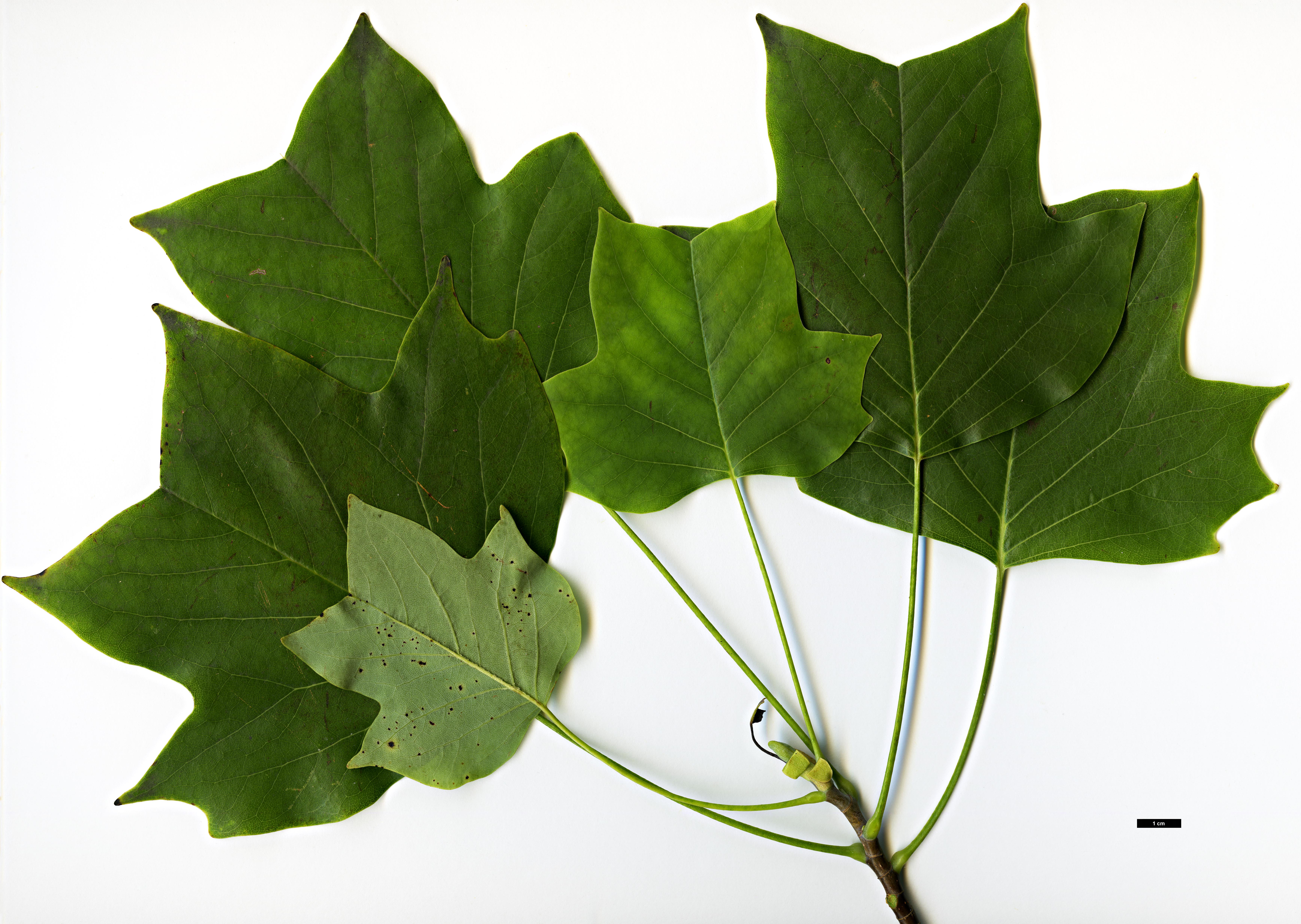 High resolution image: Family: Magnoliaceae - Genus: Liriodendron - Taxon: tulipifera