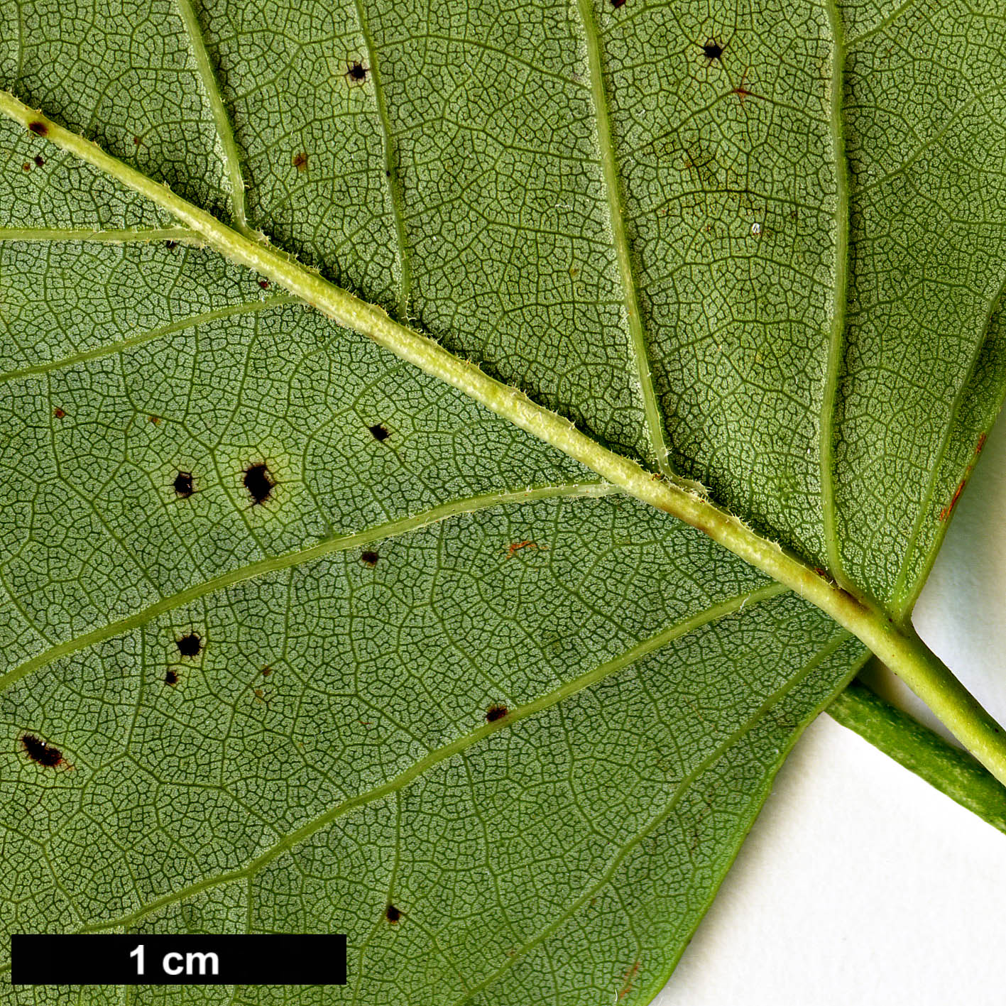 High resolution image: Family: Magnoliaceae - Genus: Liriodendron - Taxon: tulipifera