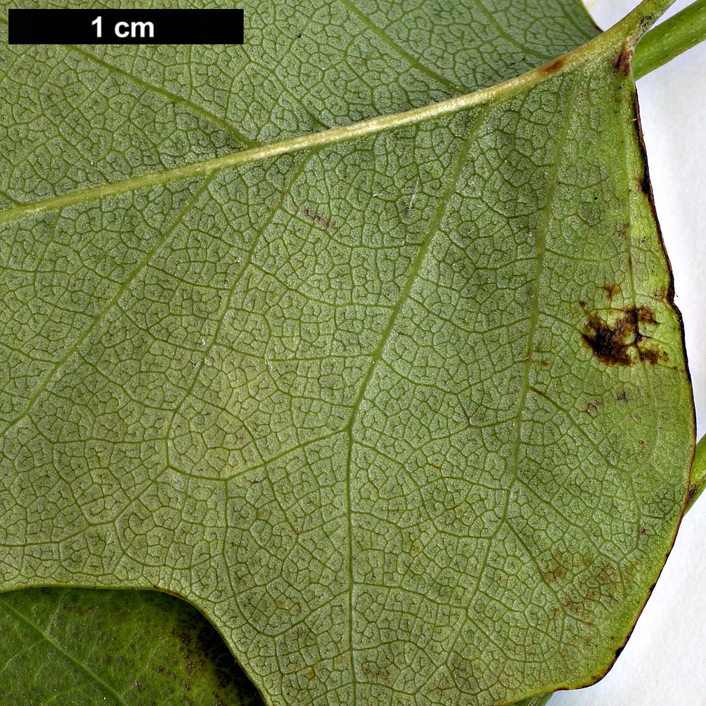 High resolution image: Family: Magnoliaceae - Genus: Liriodendron - Taxon: tulipifera