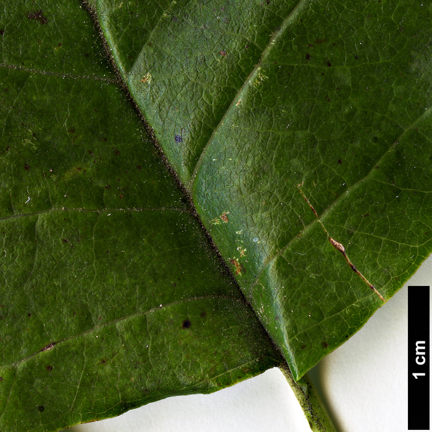 High resolution image: Family: Magnoliaceae - Genus: Magnolia - Taxon: acuminata