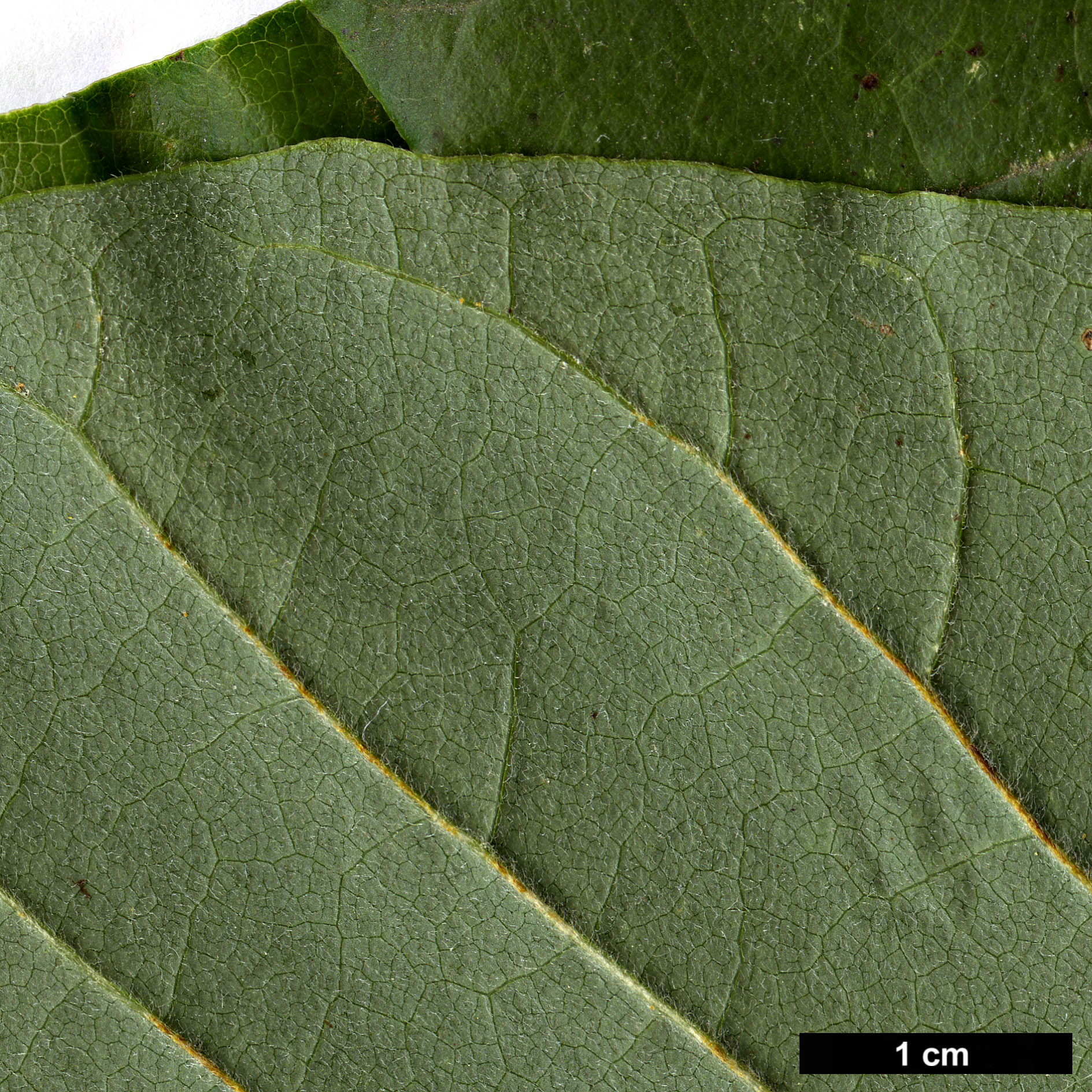 High resolution image: Family: Magnoliaceae - Genus: Magnolia - Taxon: acuminata