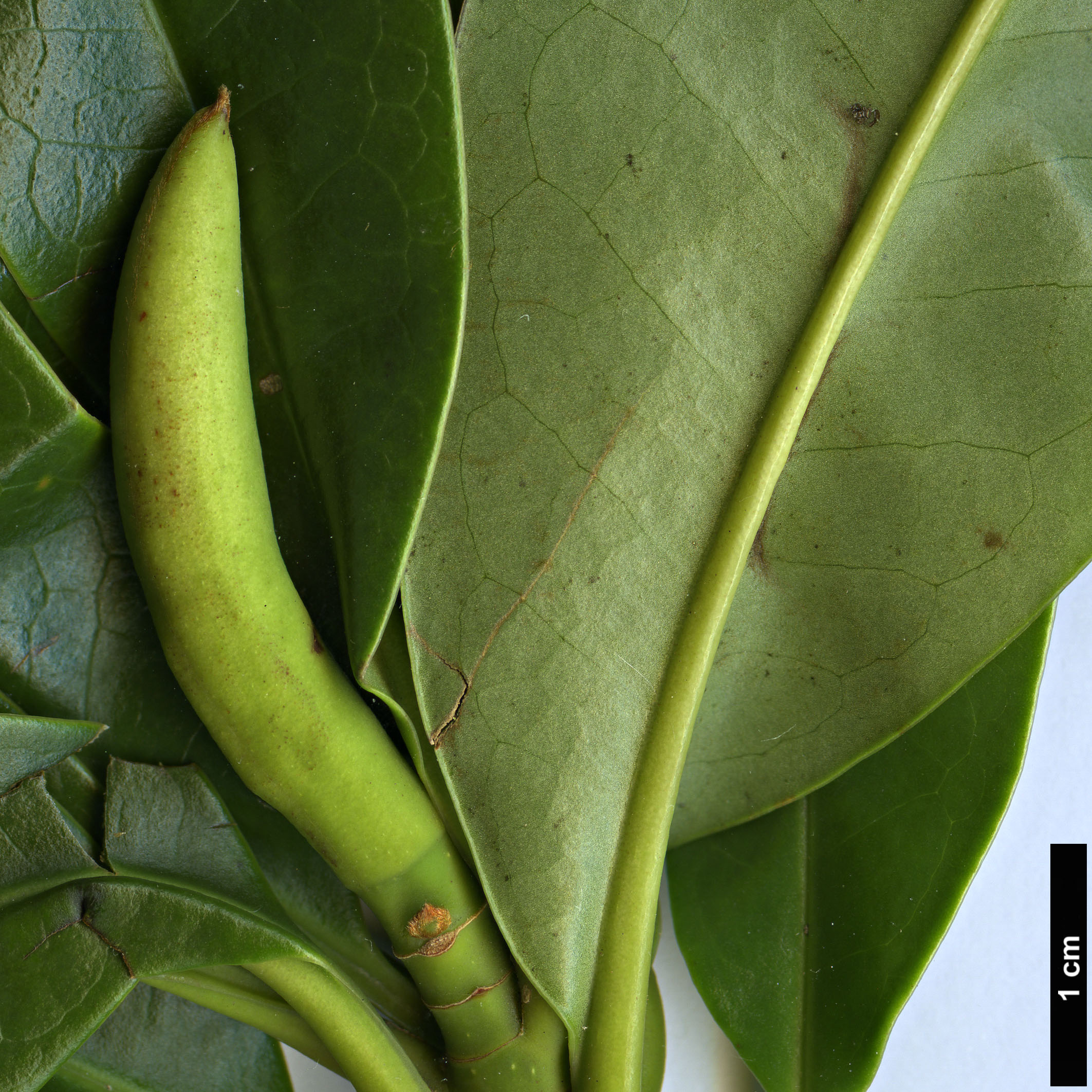 High resolution image: Family: Magnoliaceae - Genus: Magnolia - Taxon: aromatica