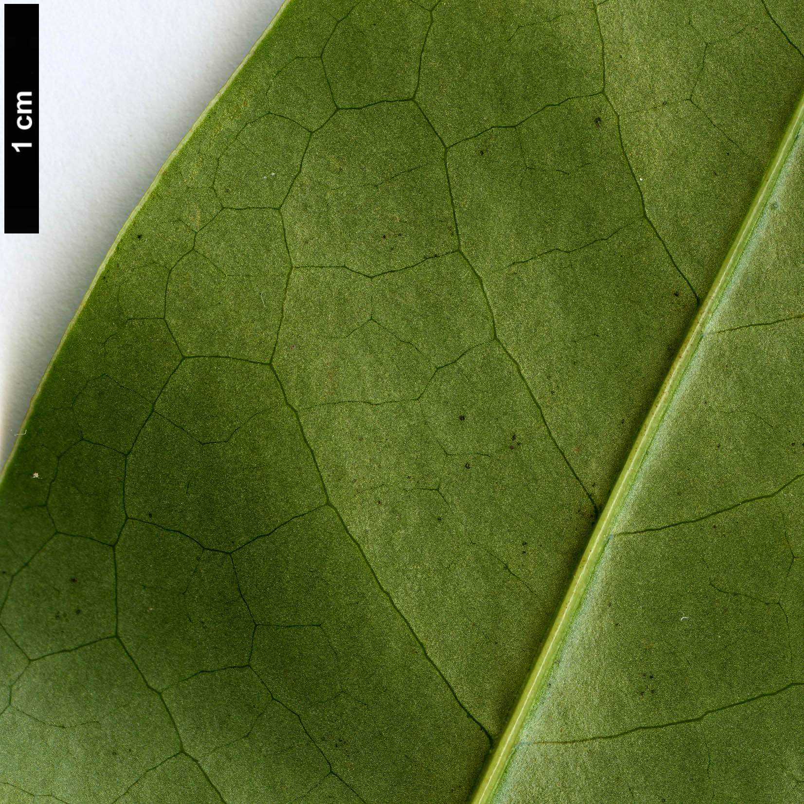 High resolution image: Family: Magnoliaceae - Genus: Magnolia - Taxon: aromatica