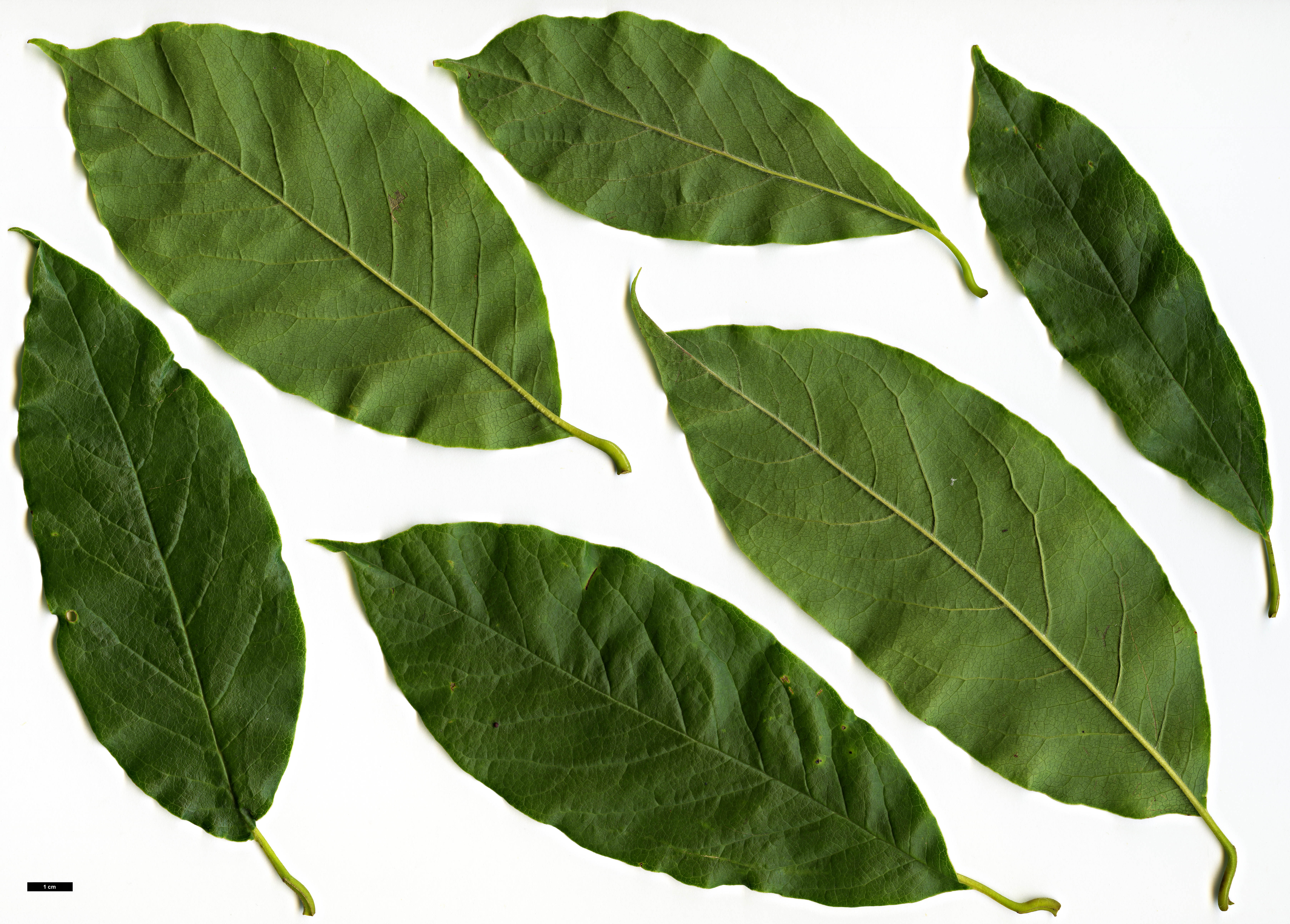 High resolution image: Family: Magnoliaceae - Genus: Magnolia - Taxon: biondii