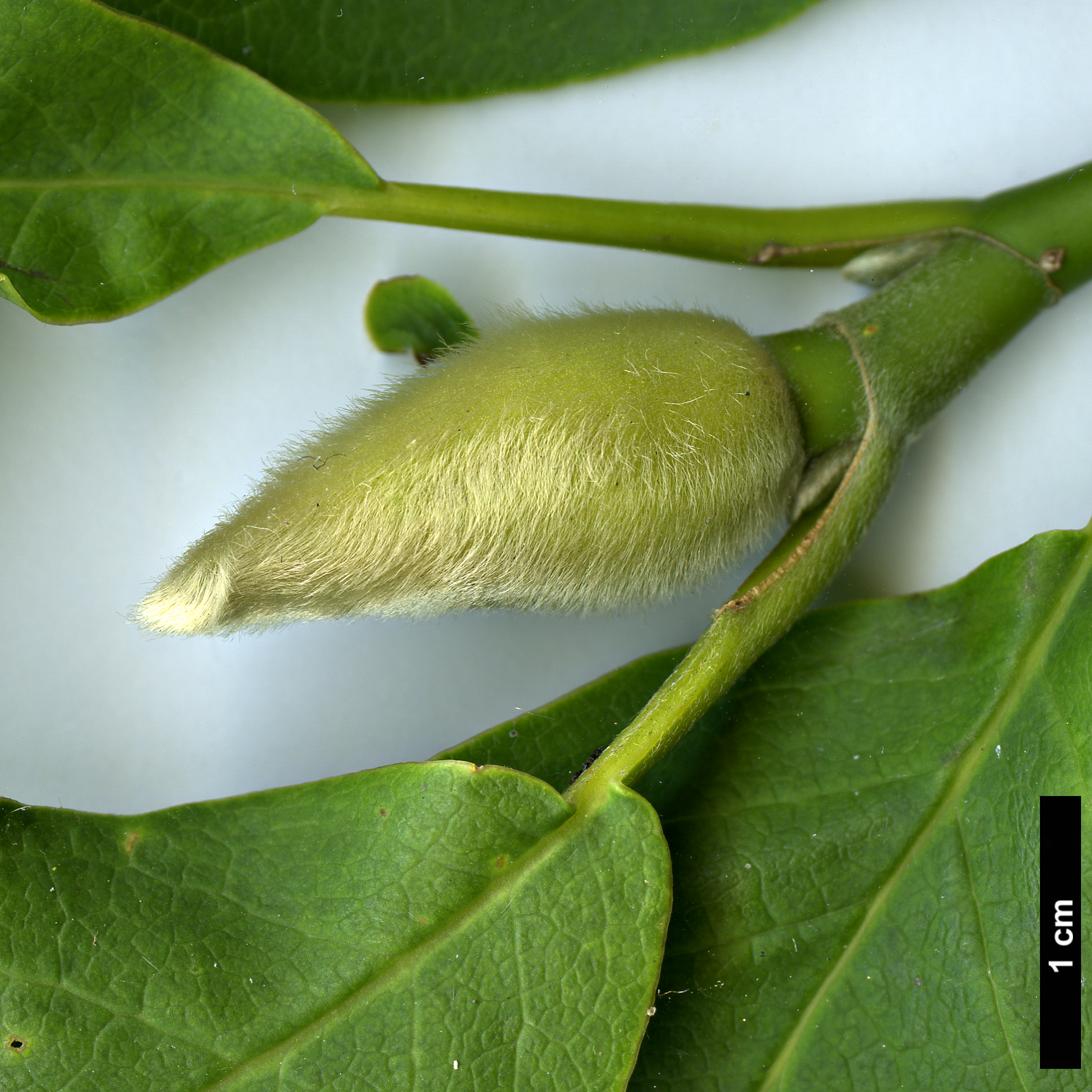 High resolution image: Family: Magnoliaceae - Genus: Magnolia - Taxon: biondii