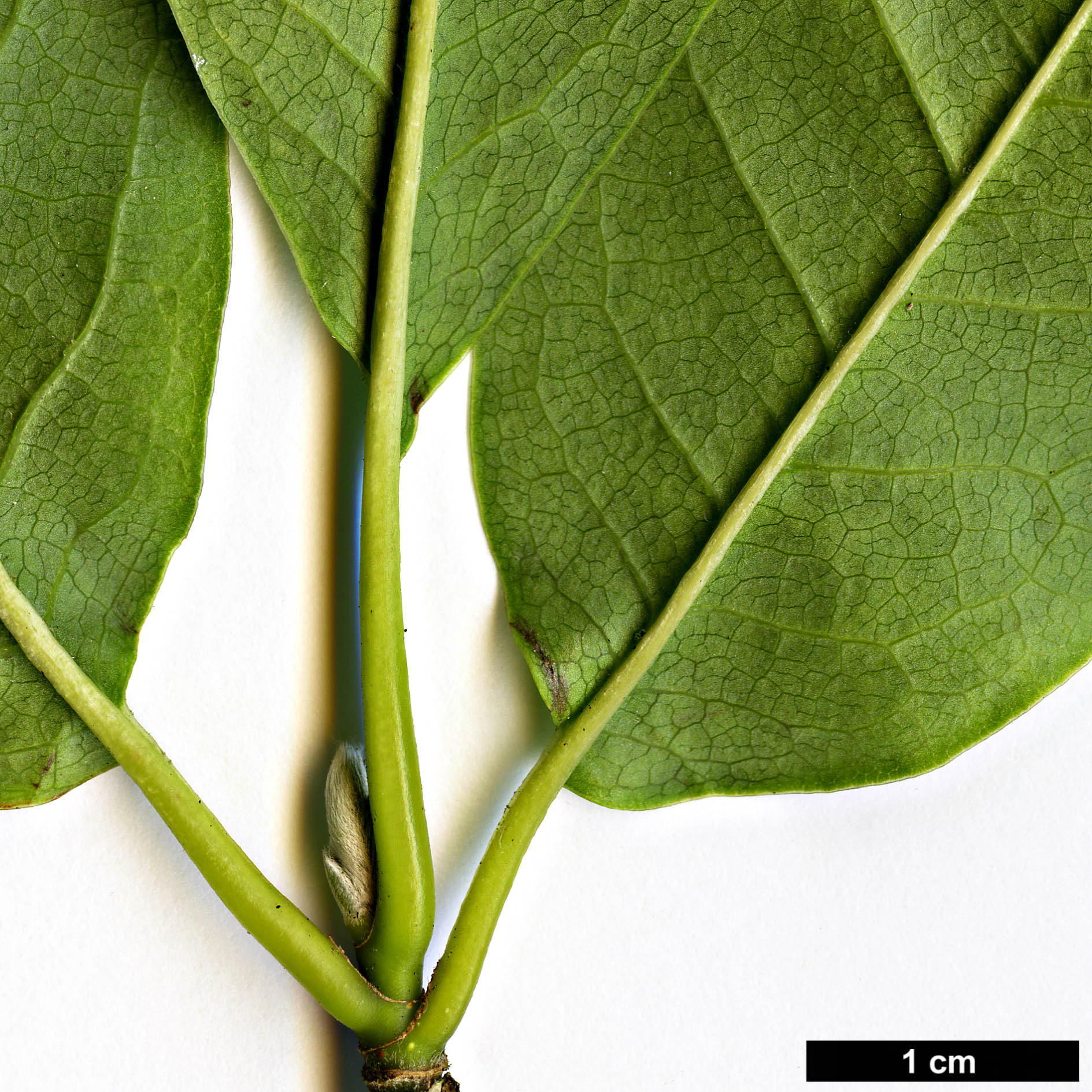 High resolution image: Family: Magnoliaceae - Genus: Magnolia - Taxon: biondii