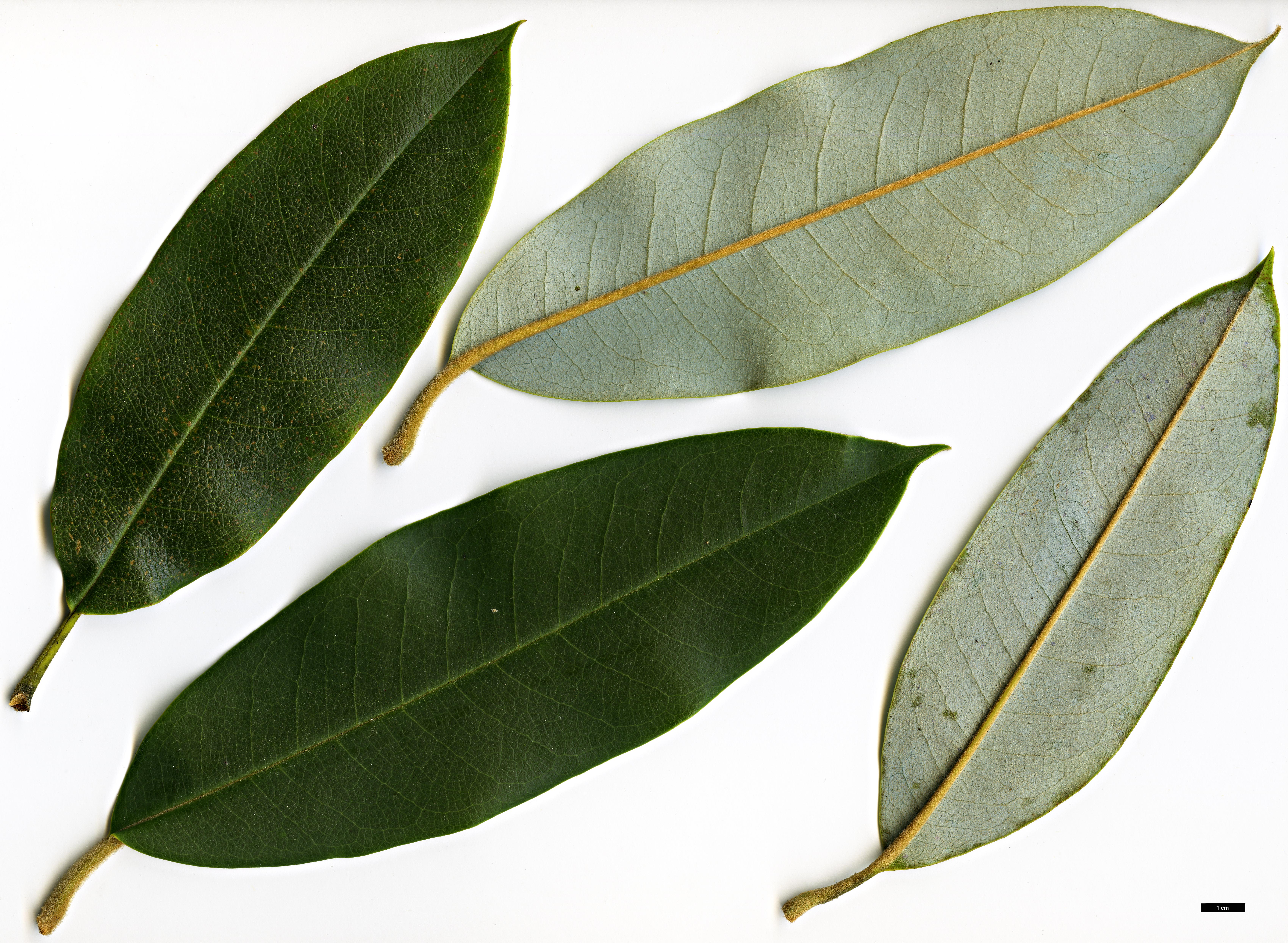 High resolution image: Family: Magnoliaceae - Genus: Magnolia - Taxon: calcicola