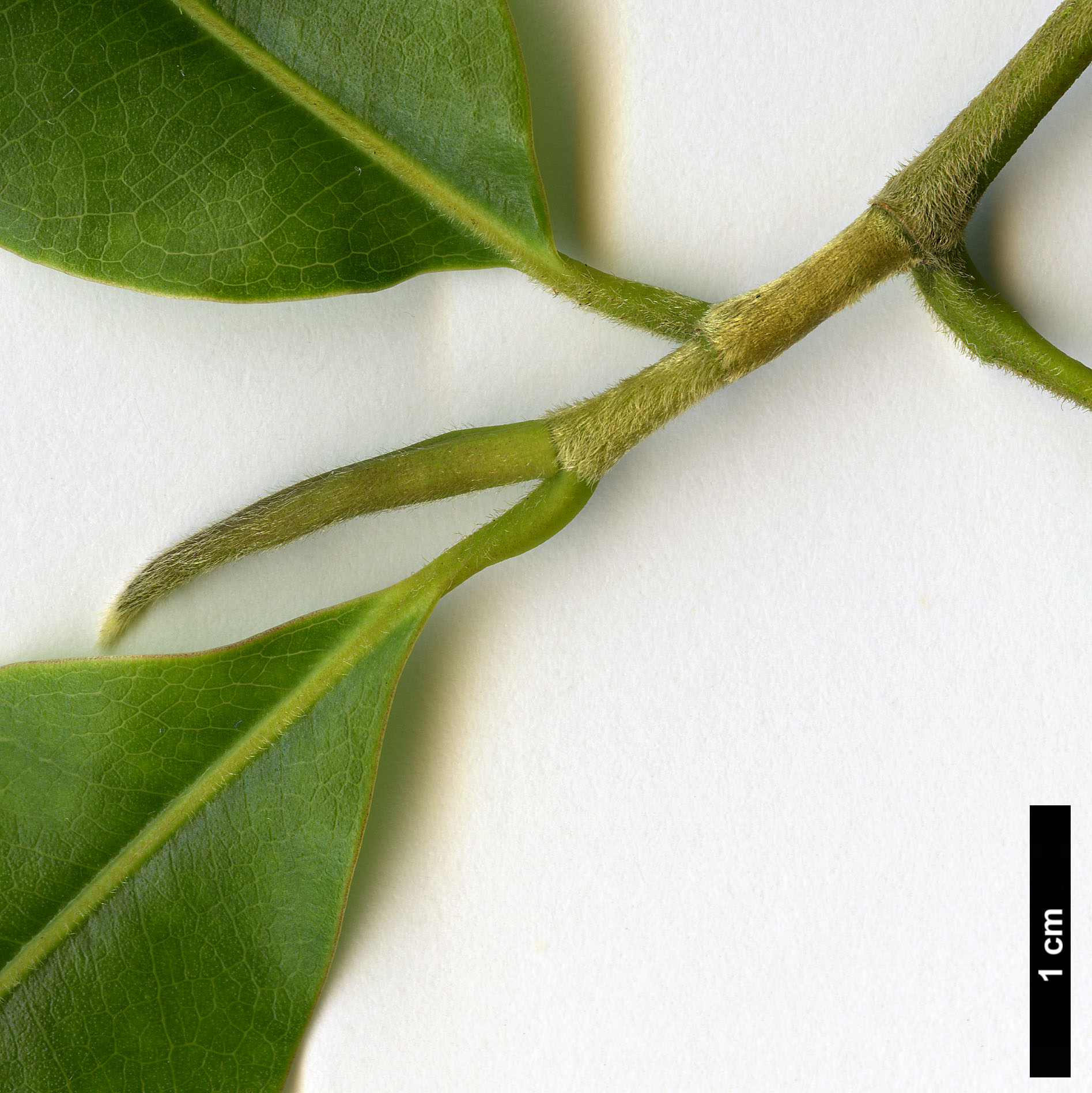 High resolution image: Family: Magnoliaceae - Genus: Magnolia - Taxon: cathcartii High resolution image: Family: Magnoliaceae - Genus: Magnolia - Taxon: cathcartii