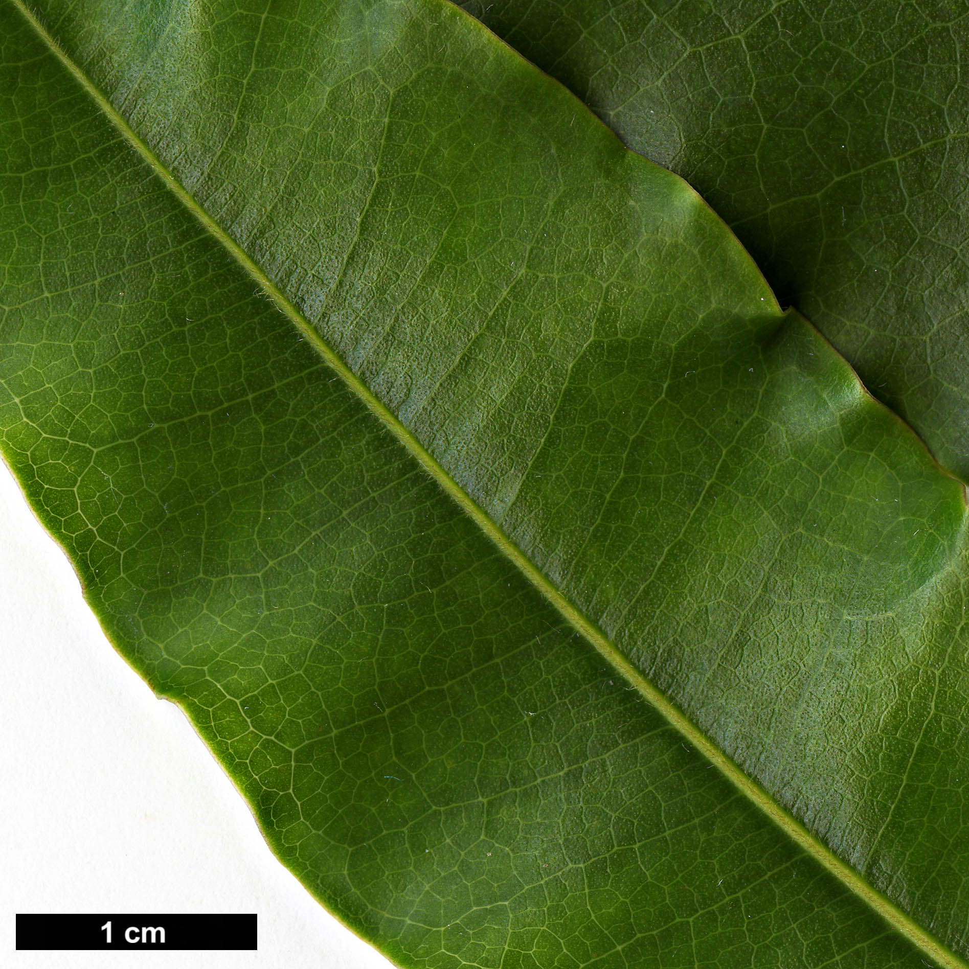 High resolution image: Family: Magnoliaceae - Genus: Magnolia - Taxon: cathcartii High resolution image: Family: Magnoliaceae - Genus: Magnolia - Taxon: cathcartii