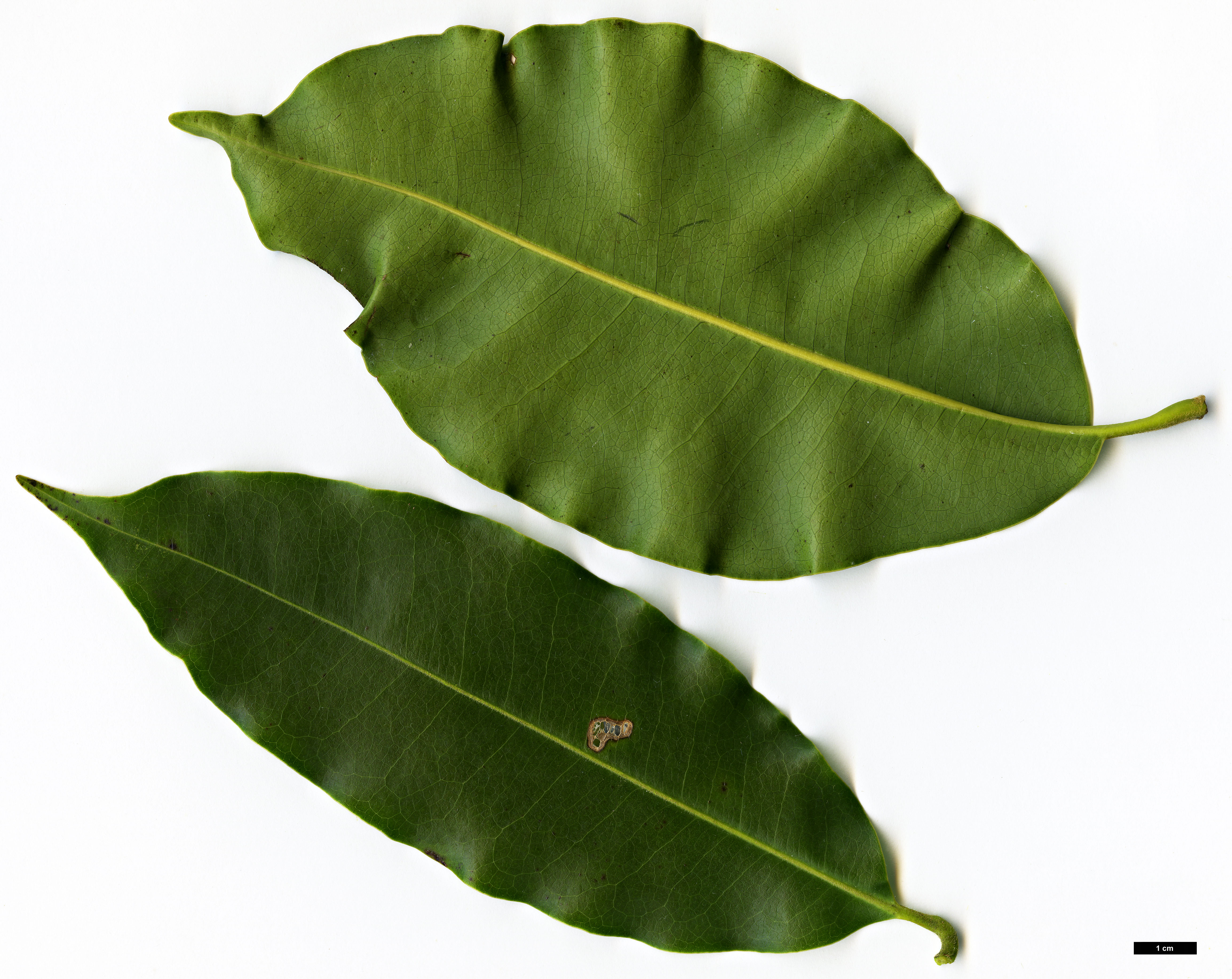 High resolution image: Family: Magnoliaceae - Genus: Magnolia - Taxon: cathcartii High resolution image: Family: Magnoliaceae - Genus: Magnolia - Taxon: cathcartii