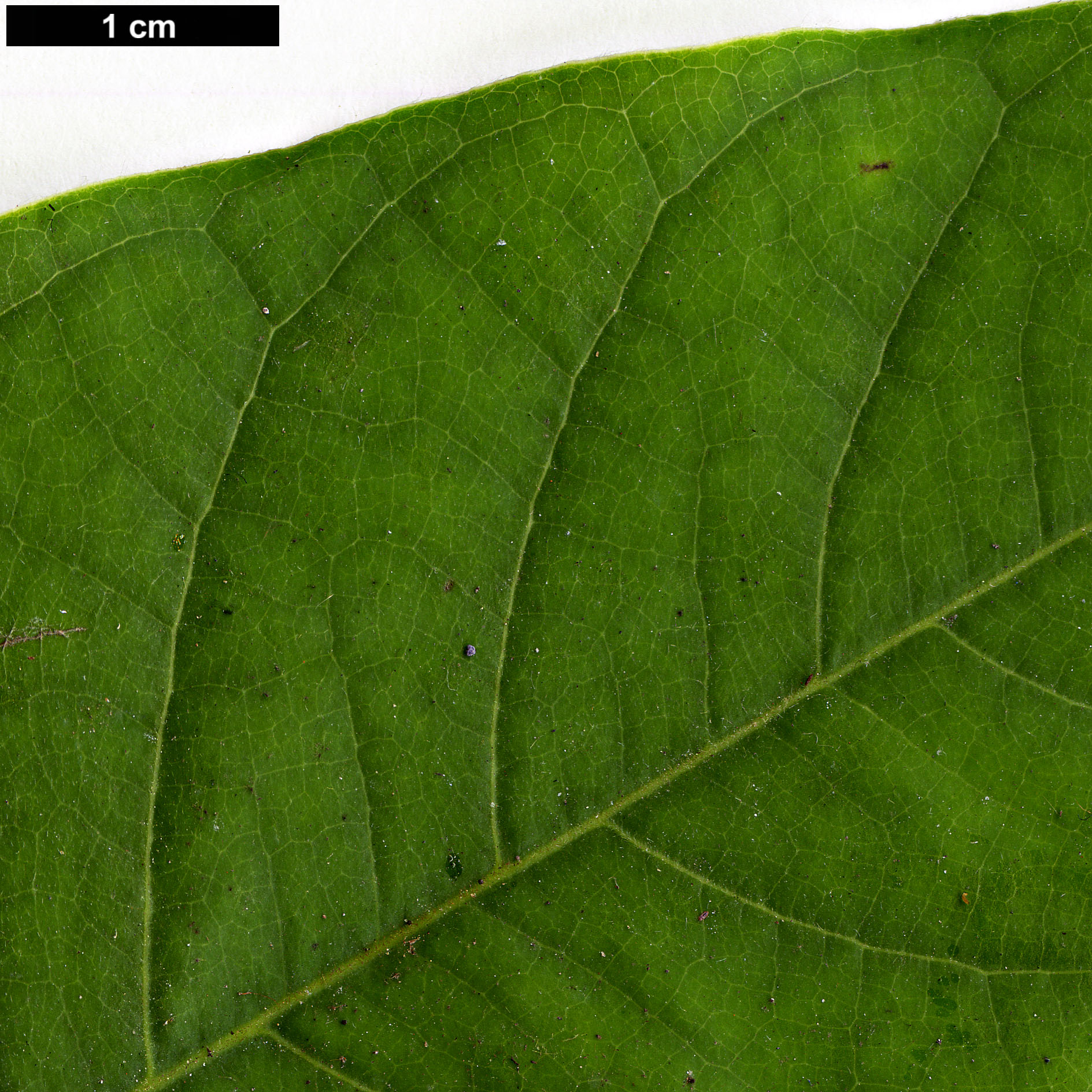 High resolution image: Family: Magnoliaceae - Genus: Magnolia - Taxon: champaca