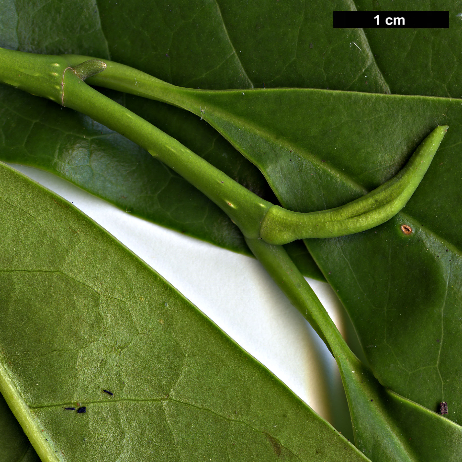 High resolution image: Family: Magnoliaceae - Genus: Magnolia - Taxon: chapensis