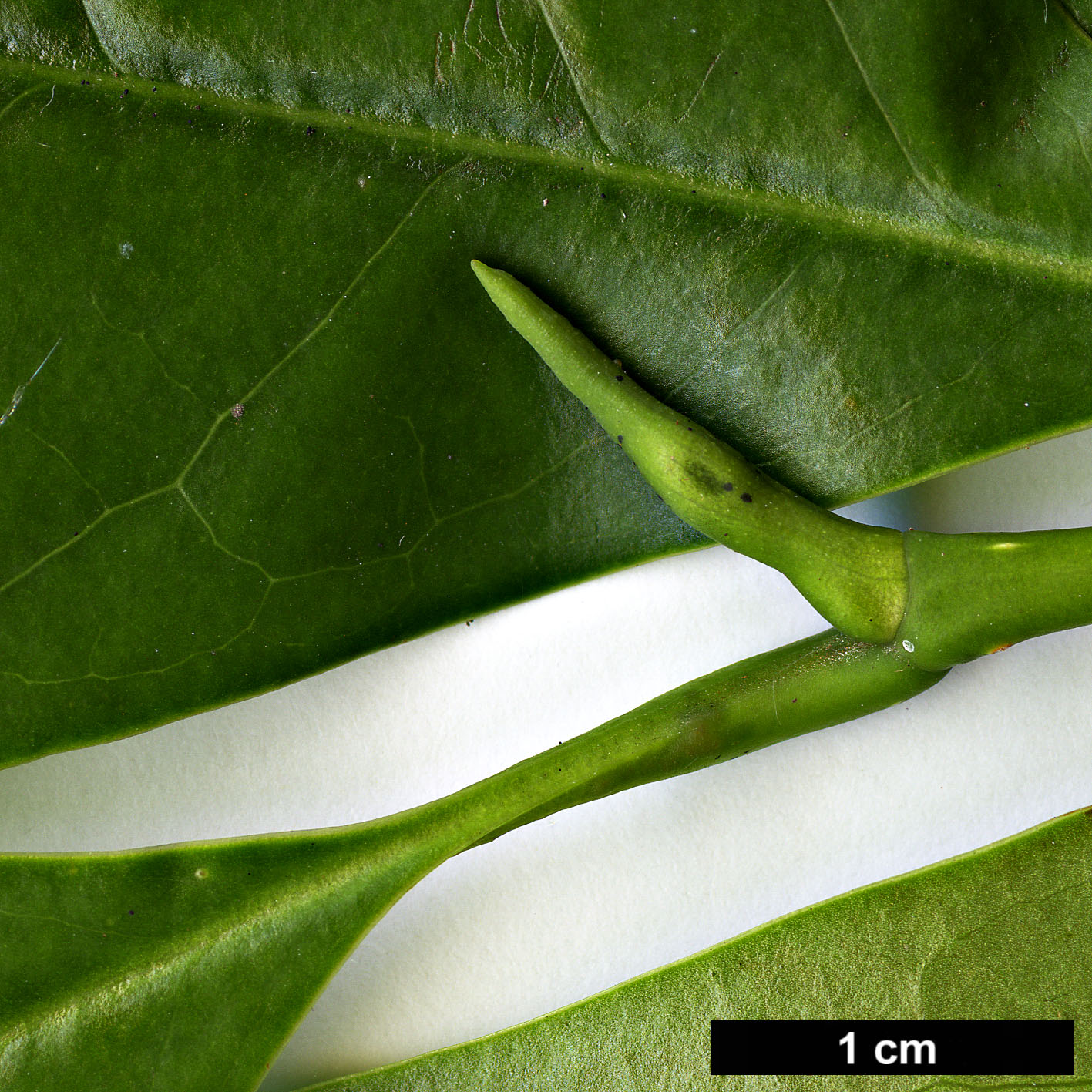 High resolution image: Family: Magnoliaceae - Genus: Magnolia - Taxon: chapensis