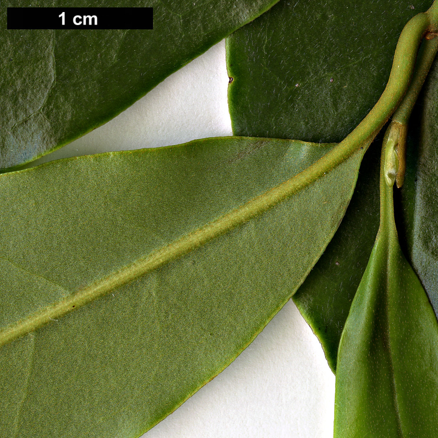 High resolution image: Family: Magnoliaceae - Genus: Magnolia - Taxon: compressa