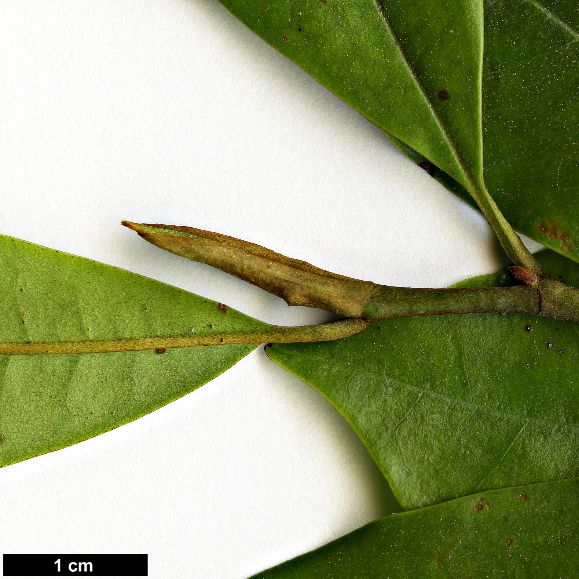 High resolution image: Family: Magnoliaceae - Genus: Magnolia - Taxon: compressa