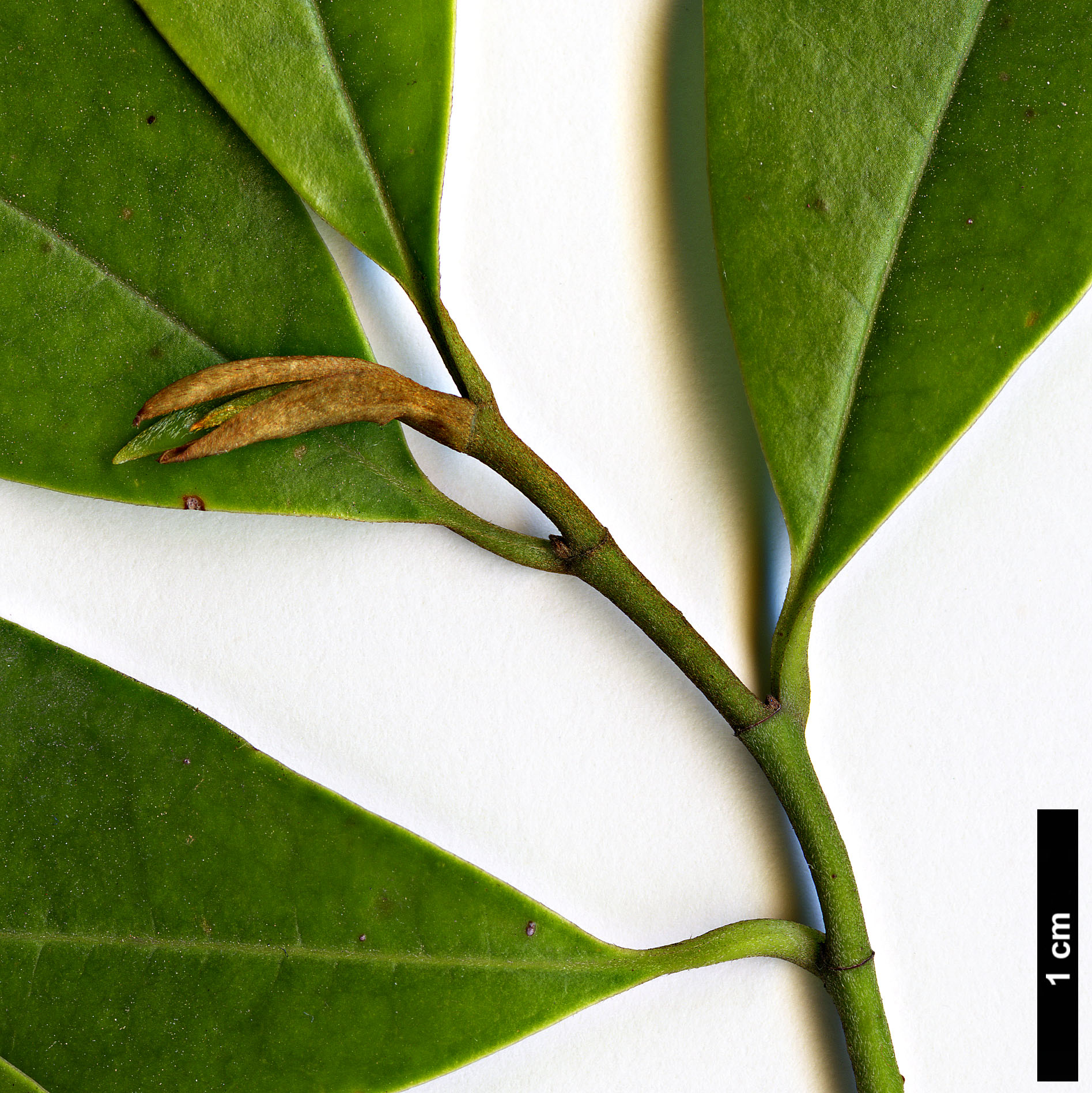 High resolution image: Family: Magnoliaceae - Genus: Magnolia - Taxon: compressa