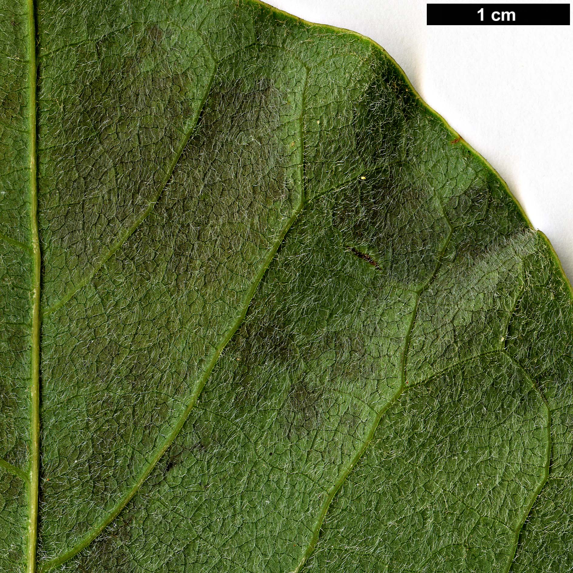 High resolution image: Family: Magnoliaceae - Genus: Magnolia - Taxon: dawsoniana