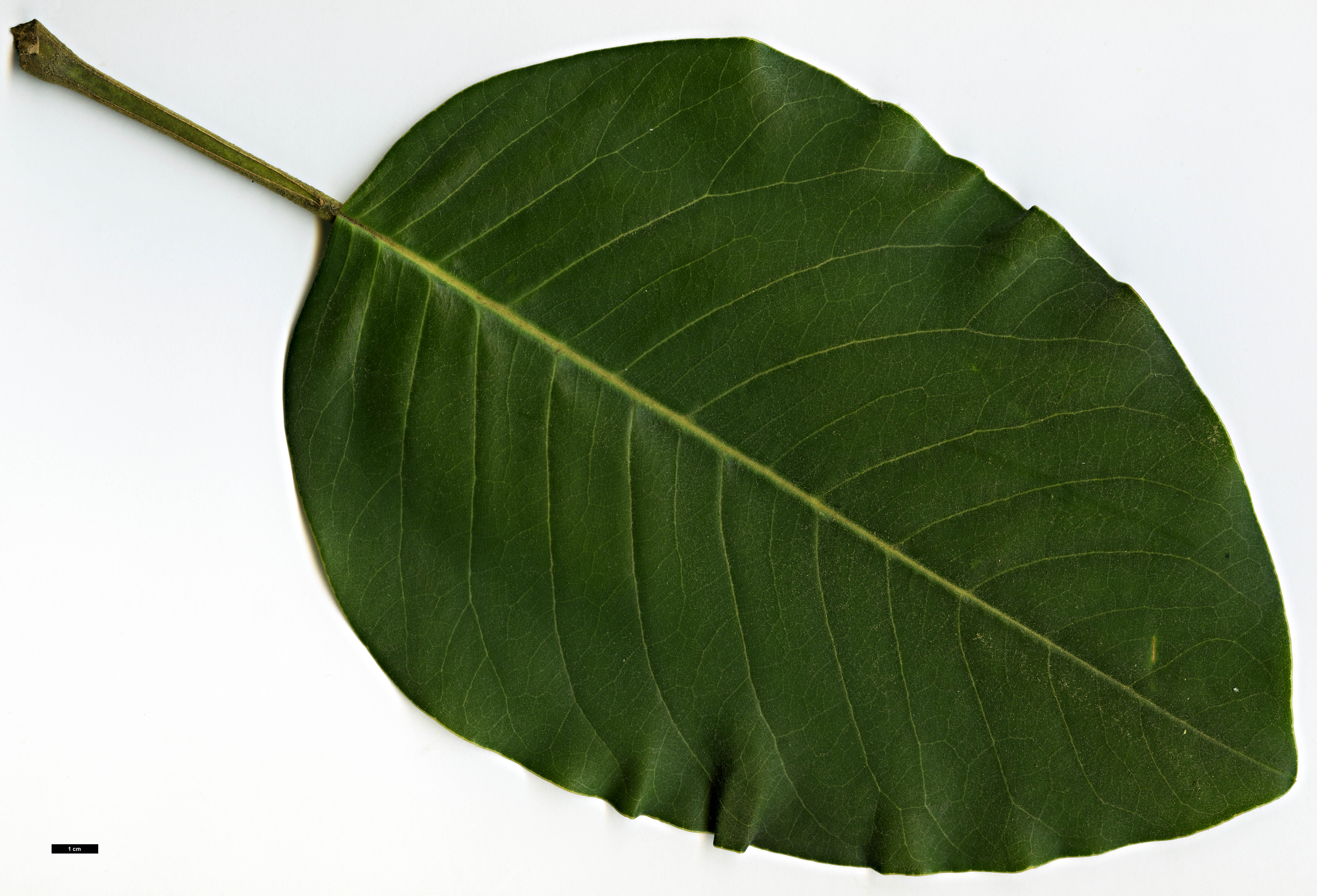 High resolution image: Family: Magnoliaceae - Genus: Magnolia - Taxon: delavayi High resolution image: Family: Magnoliaceae - Genus: Magnolia - Taxon: delavayi