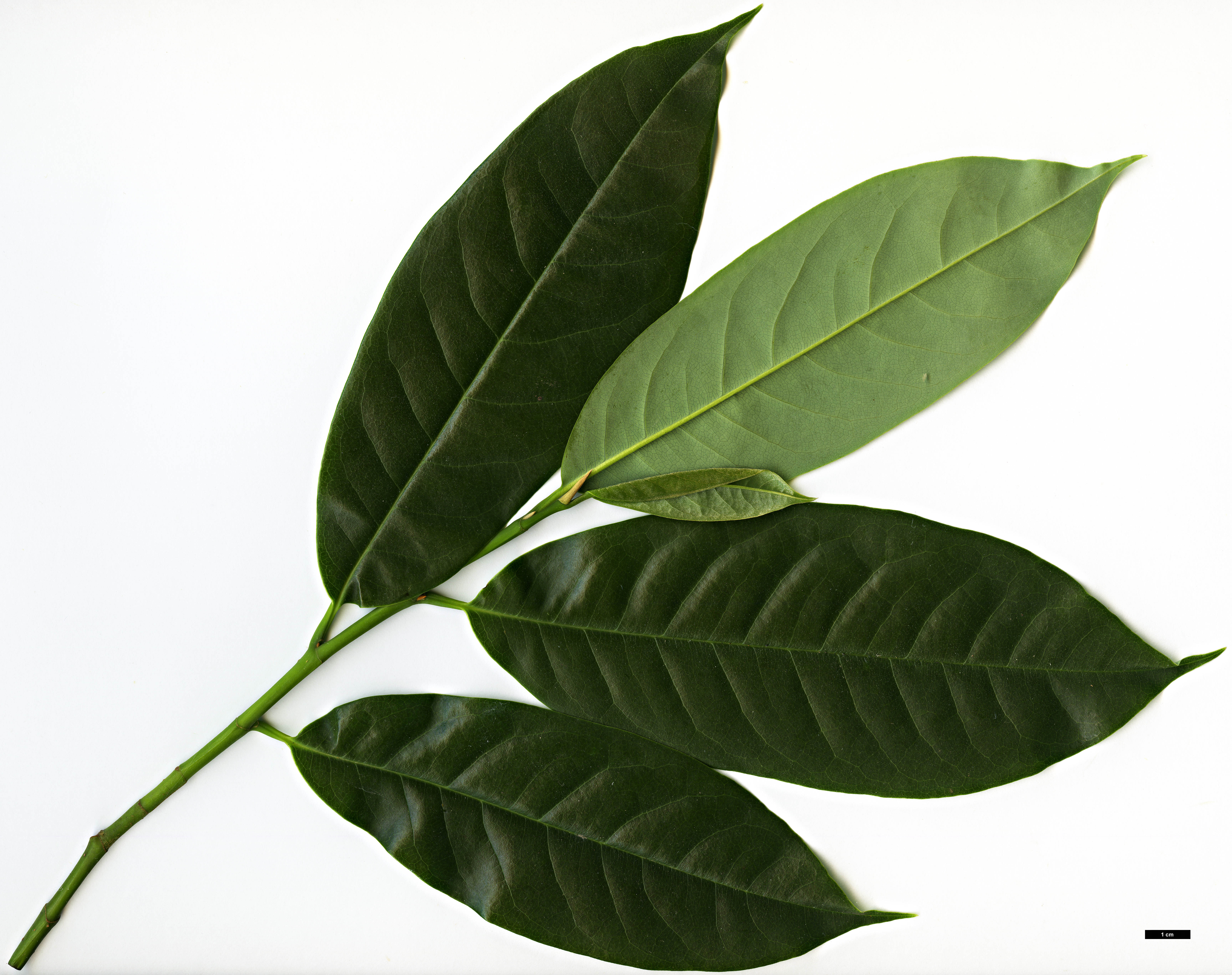 High resolution image: Family: Magnoliaceae - Genus: Magnolia - Taxon: doltsopa High resolution image: Family: Magnoliaceae - Genus: Magnolia - Taxon: doltsopa