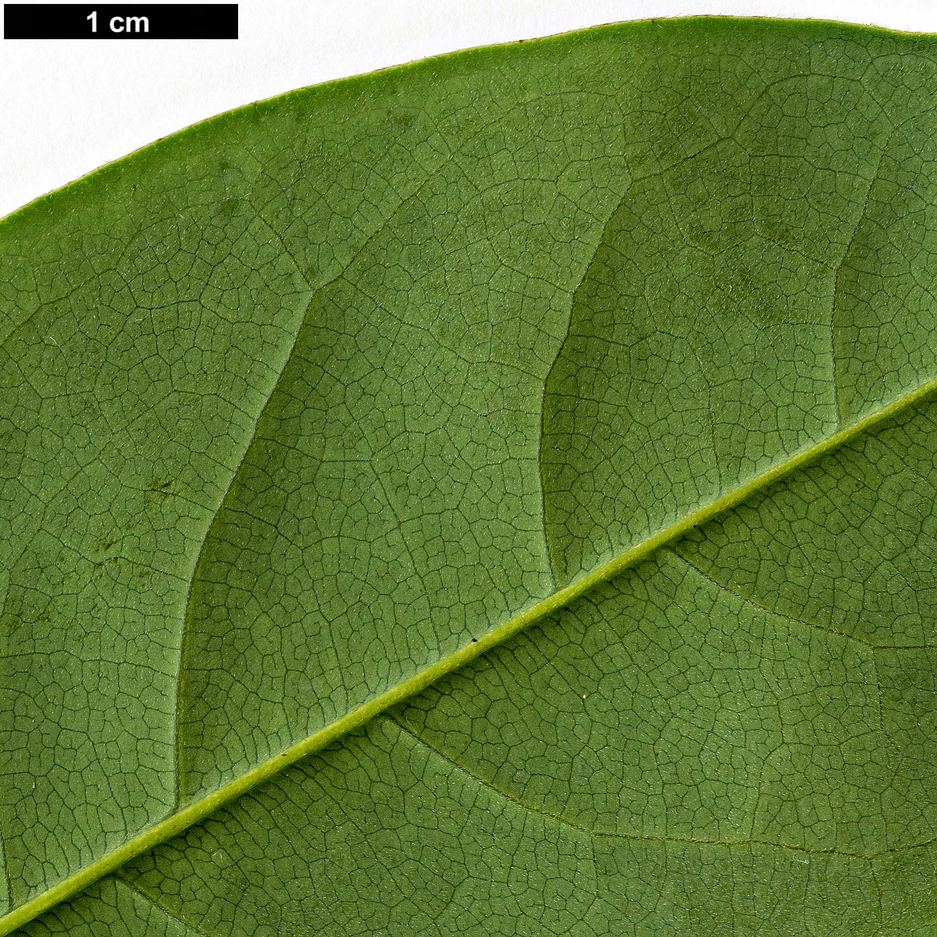 High resolution image: Family: Magnoliaceae - Genus: Magnolia - Taxon: doltsopa